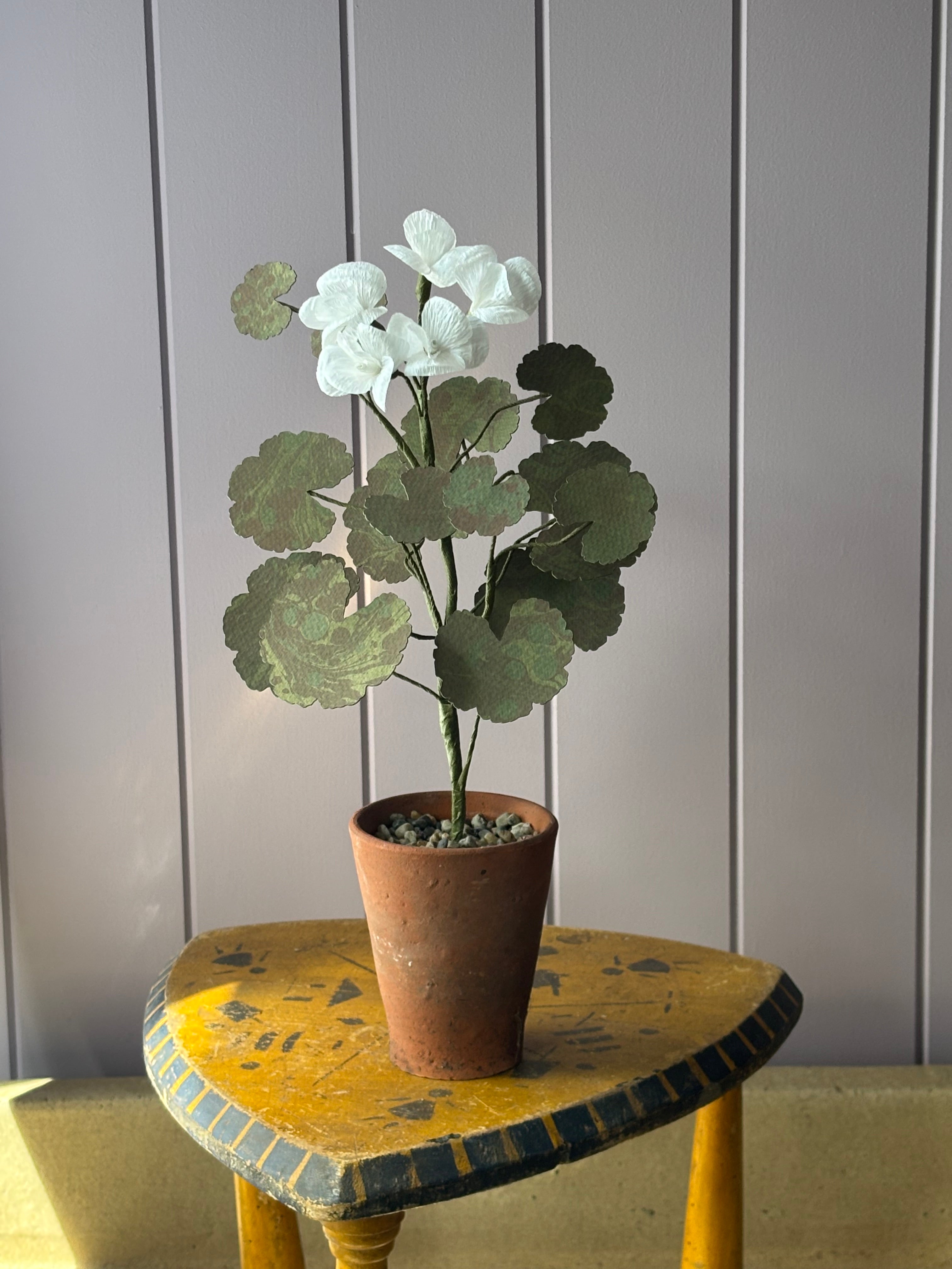 Paper geranium