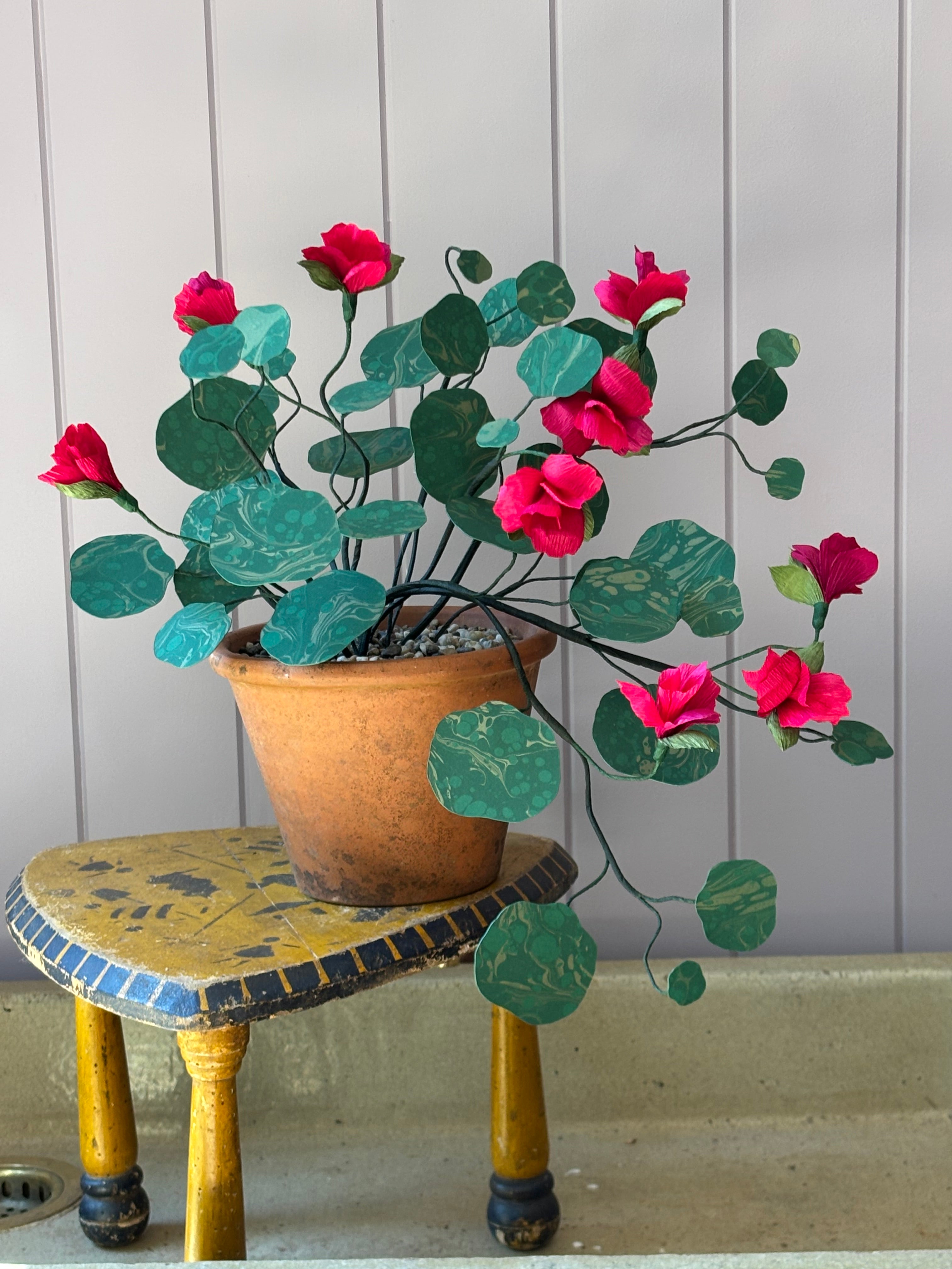 Paper Nasturtium, trailing