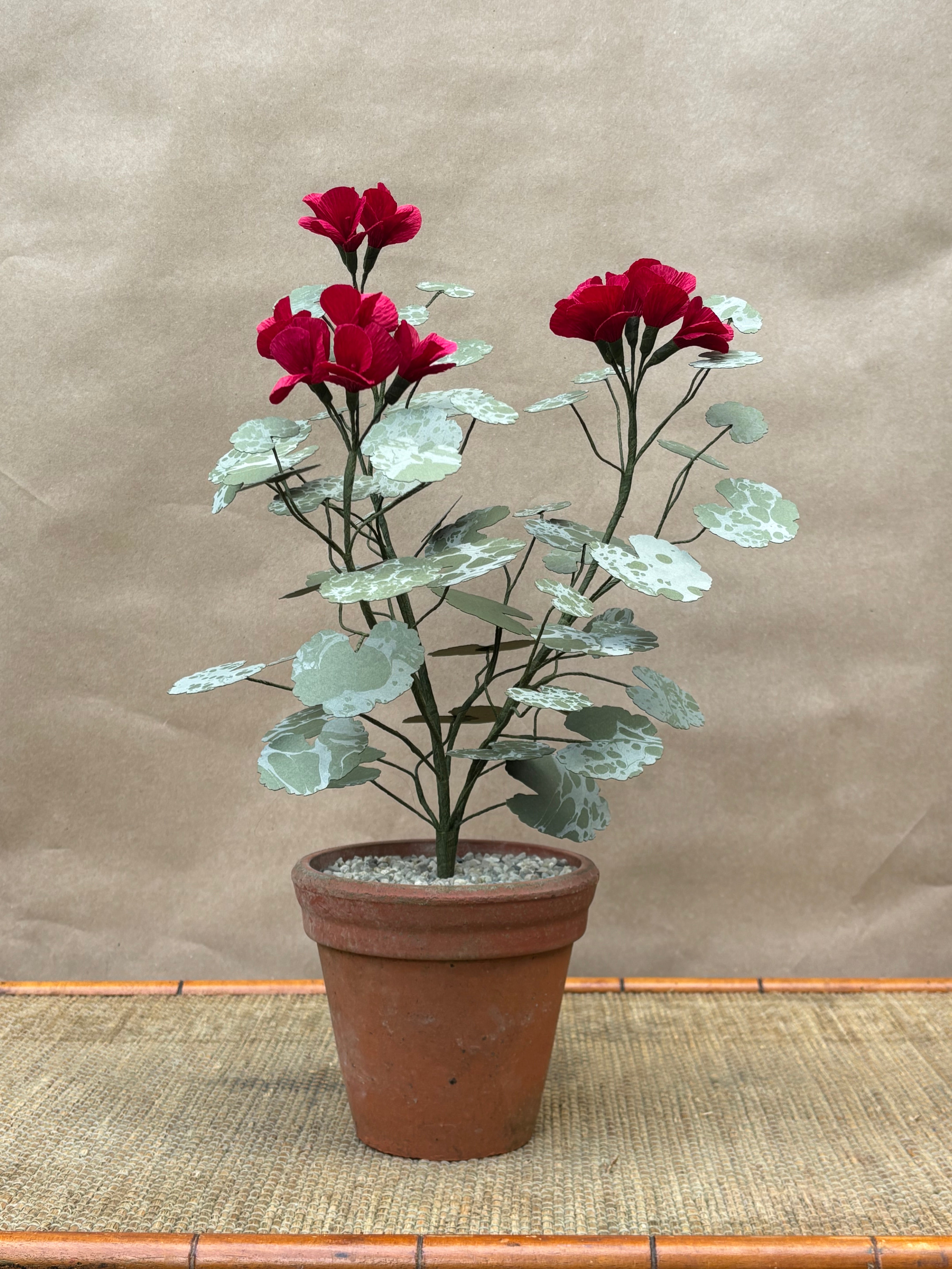 Geranium