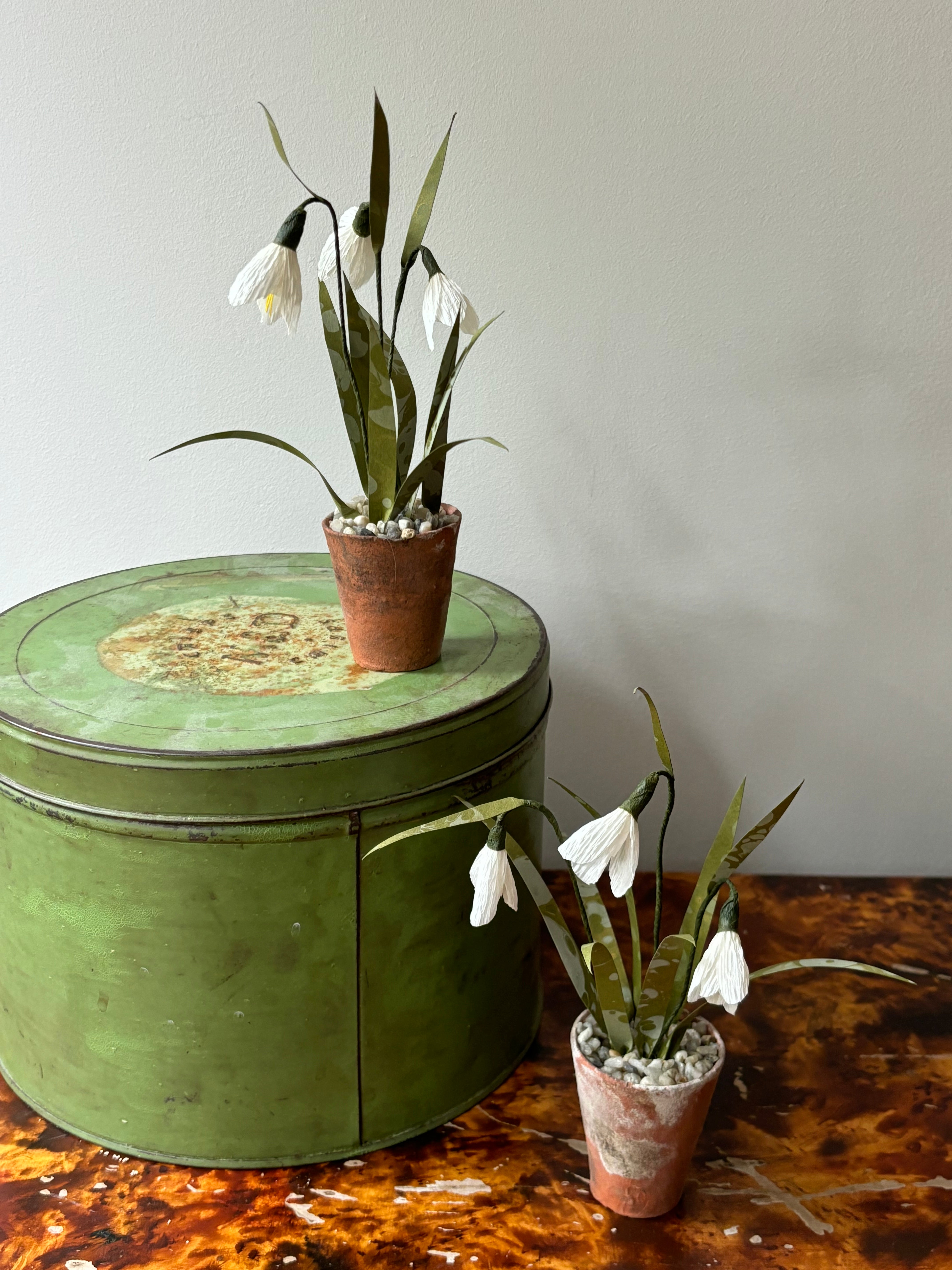 Little snowdrop
