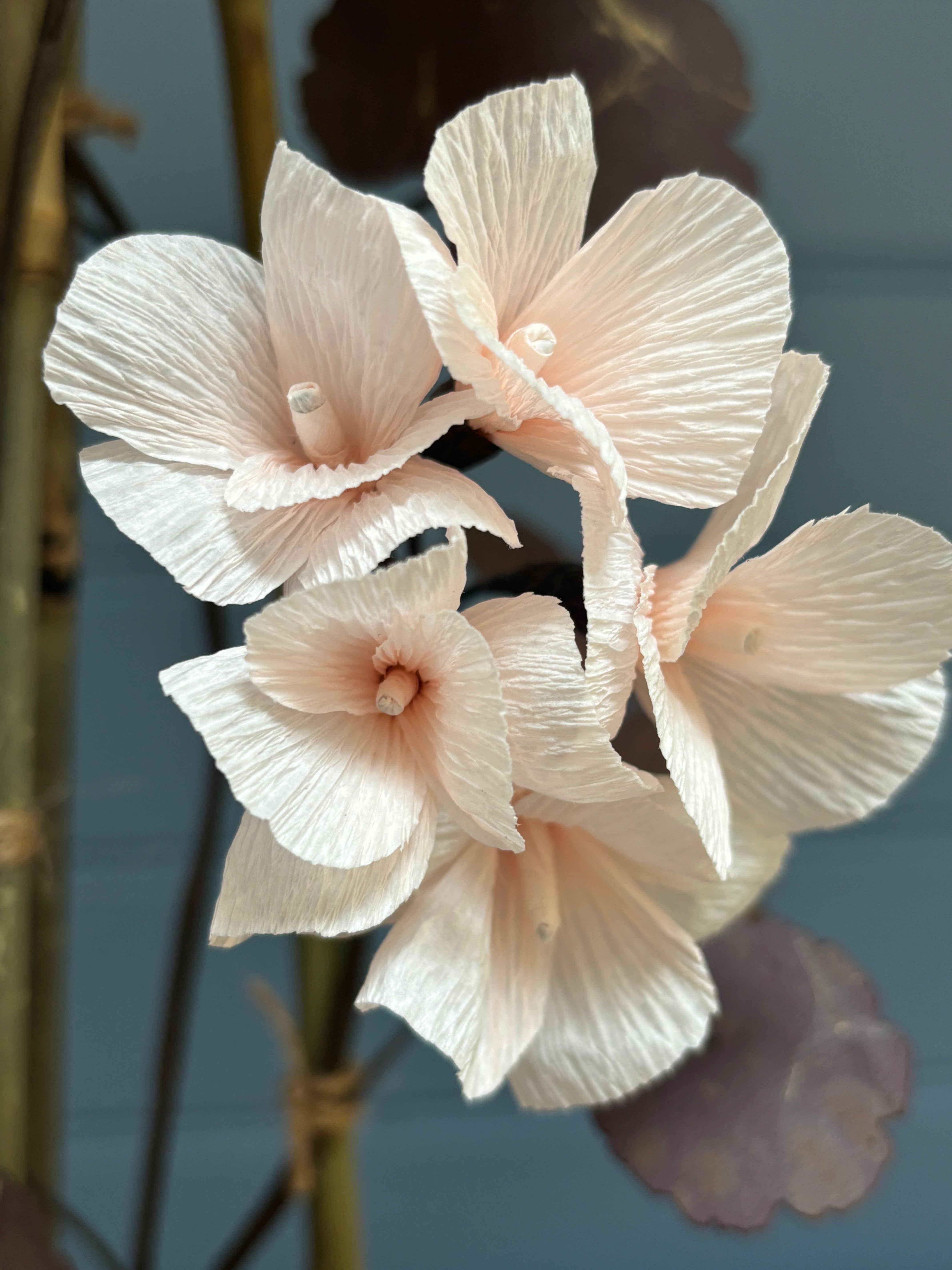 Geranium