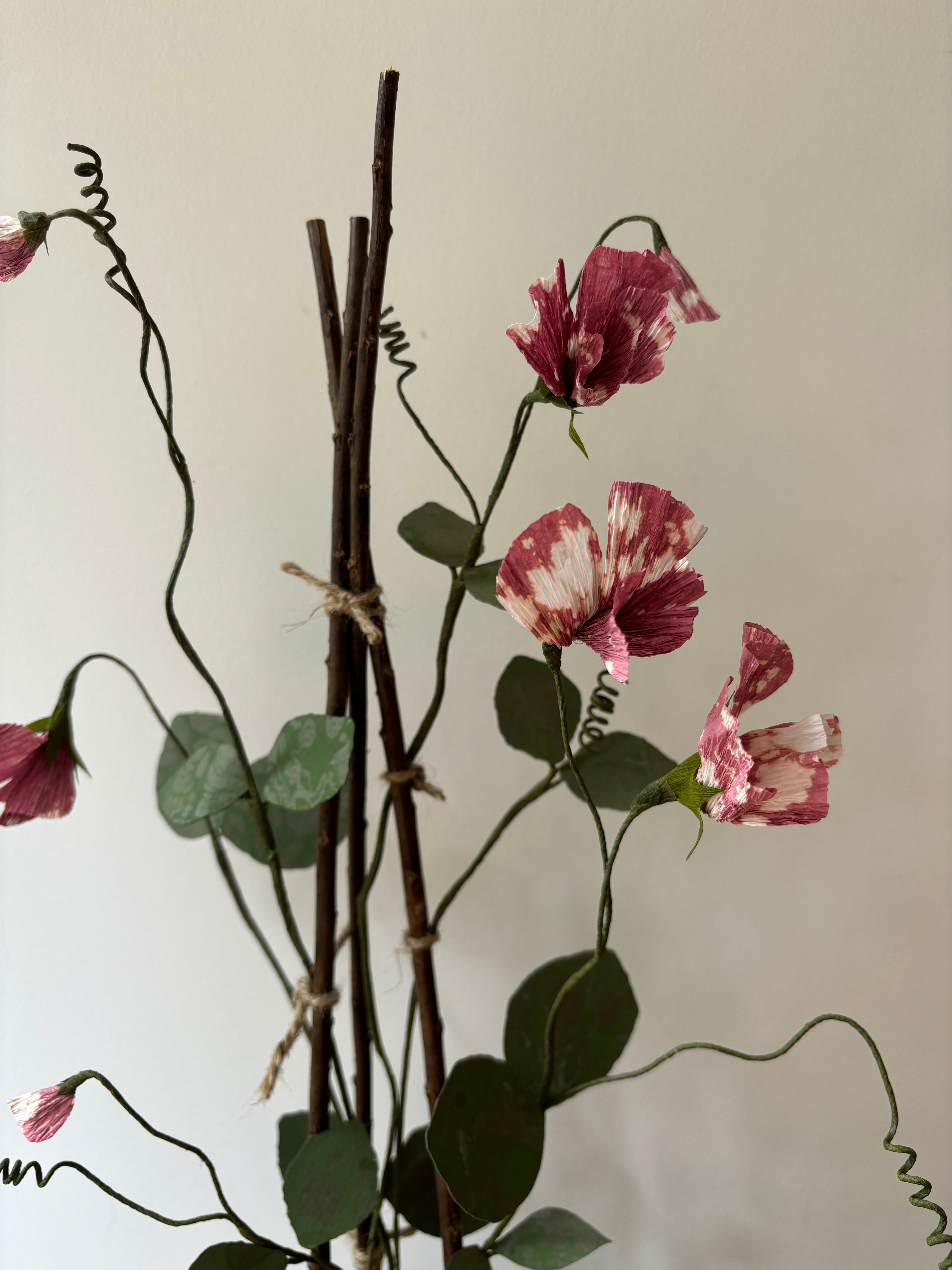 Sweetpea