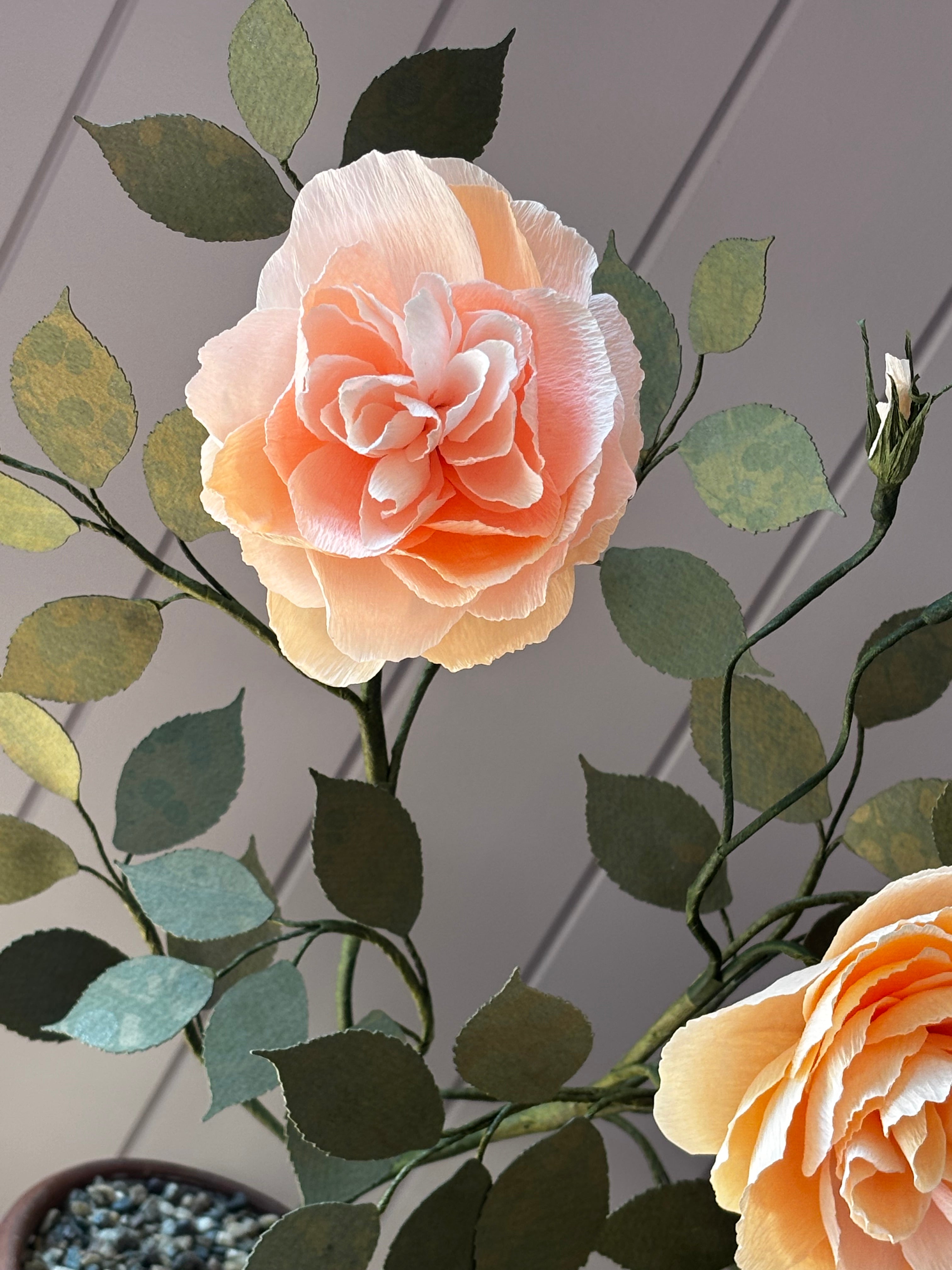 Paper Shrub Rose