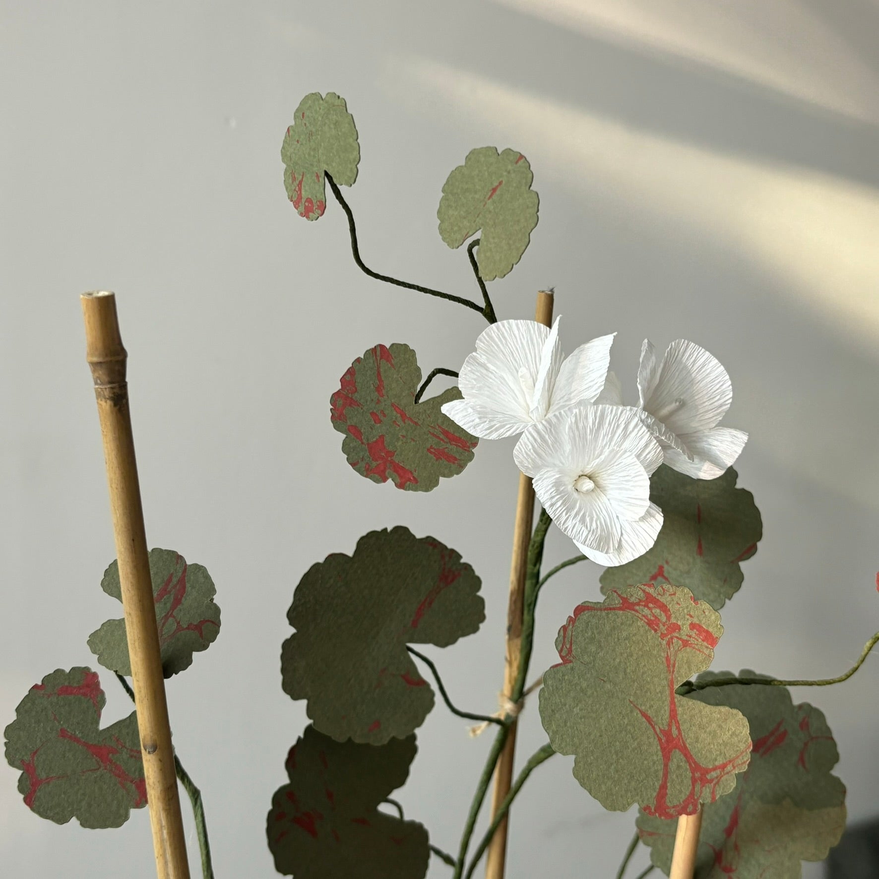 Paper Geranium