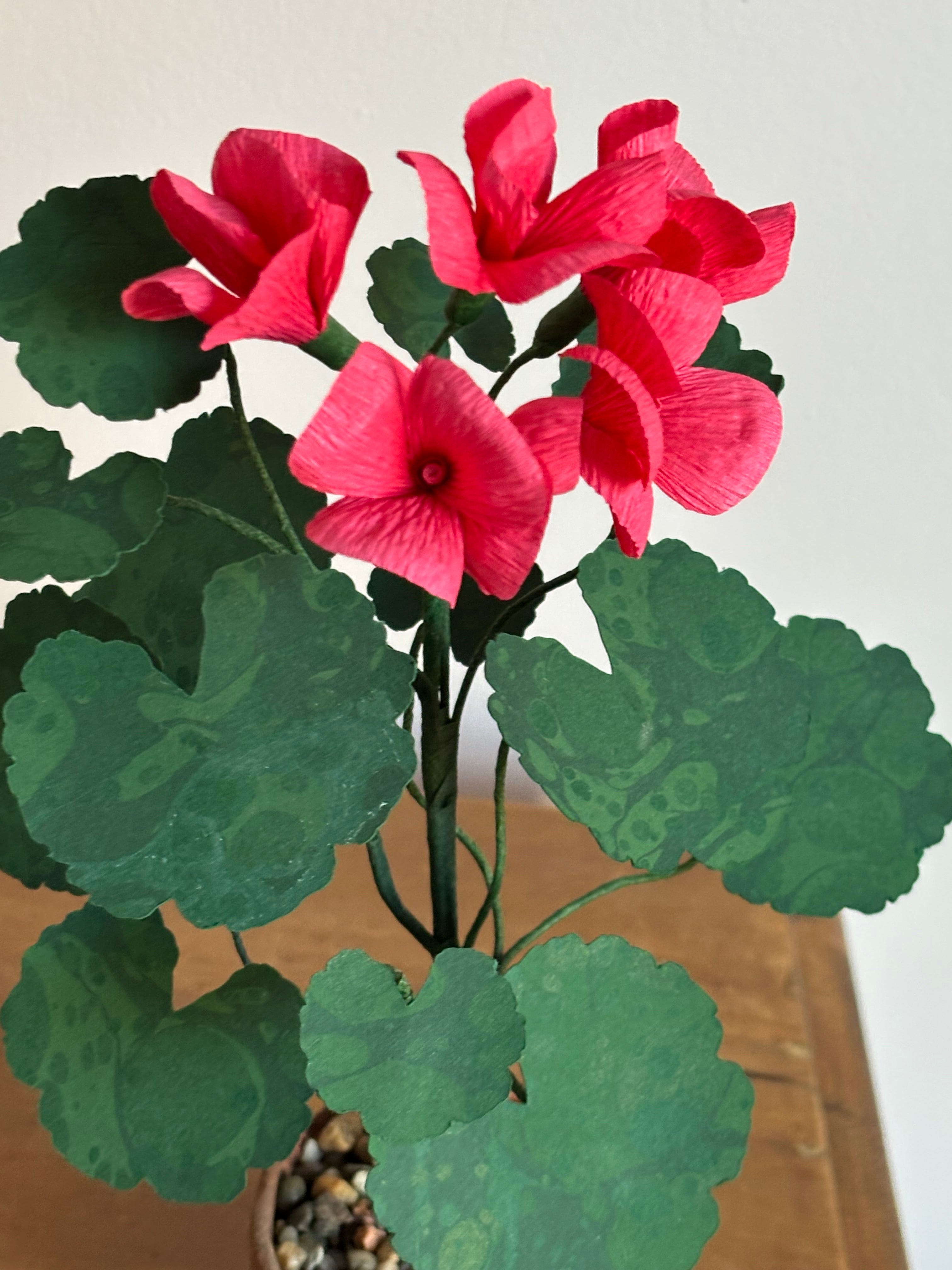 Paper Geranium
