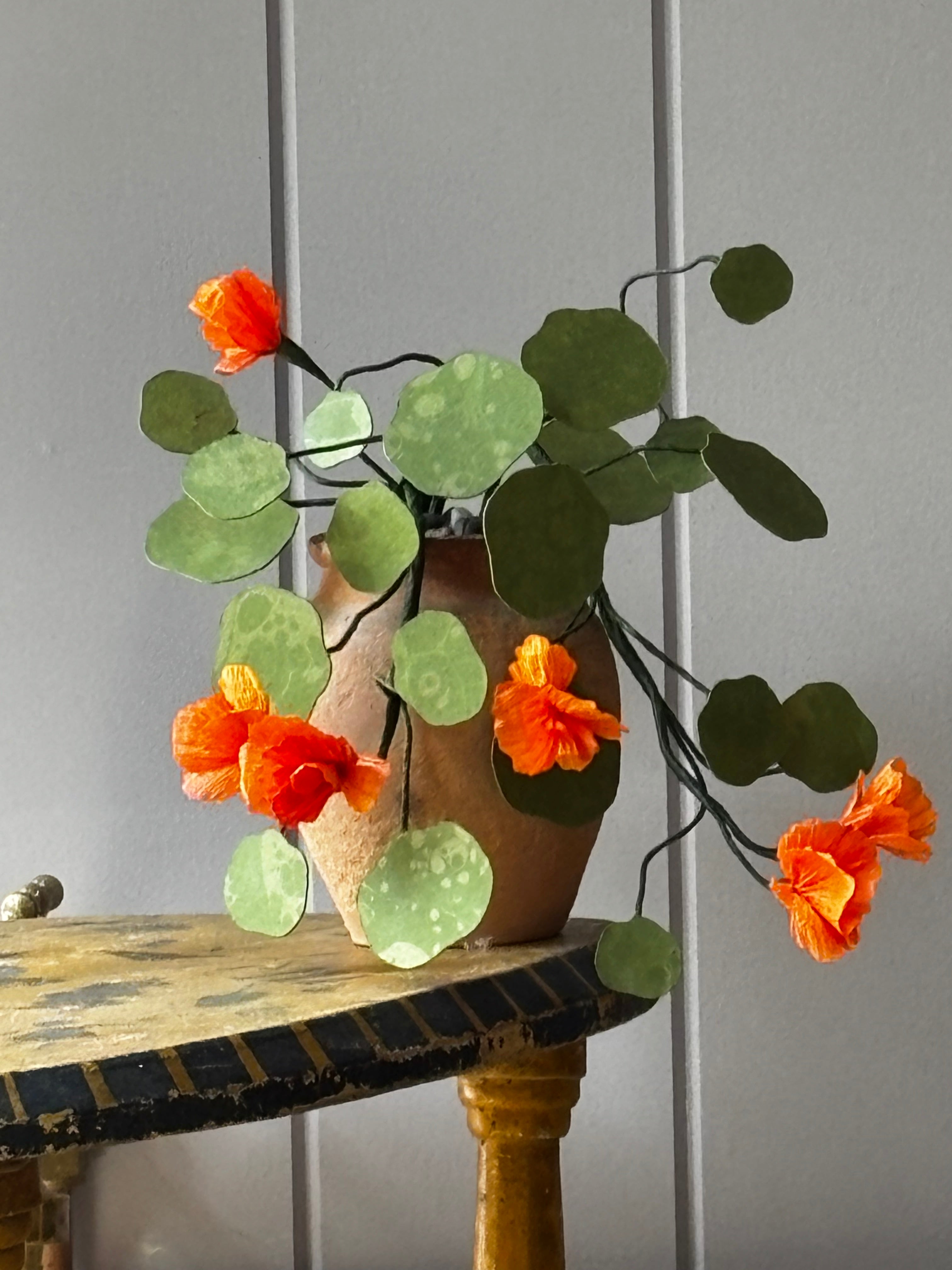 Paper Nasturtium, trailing mini