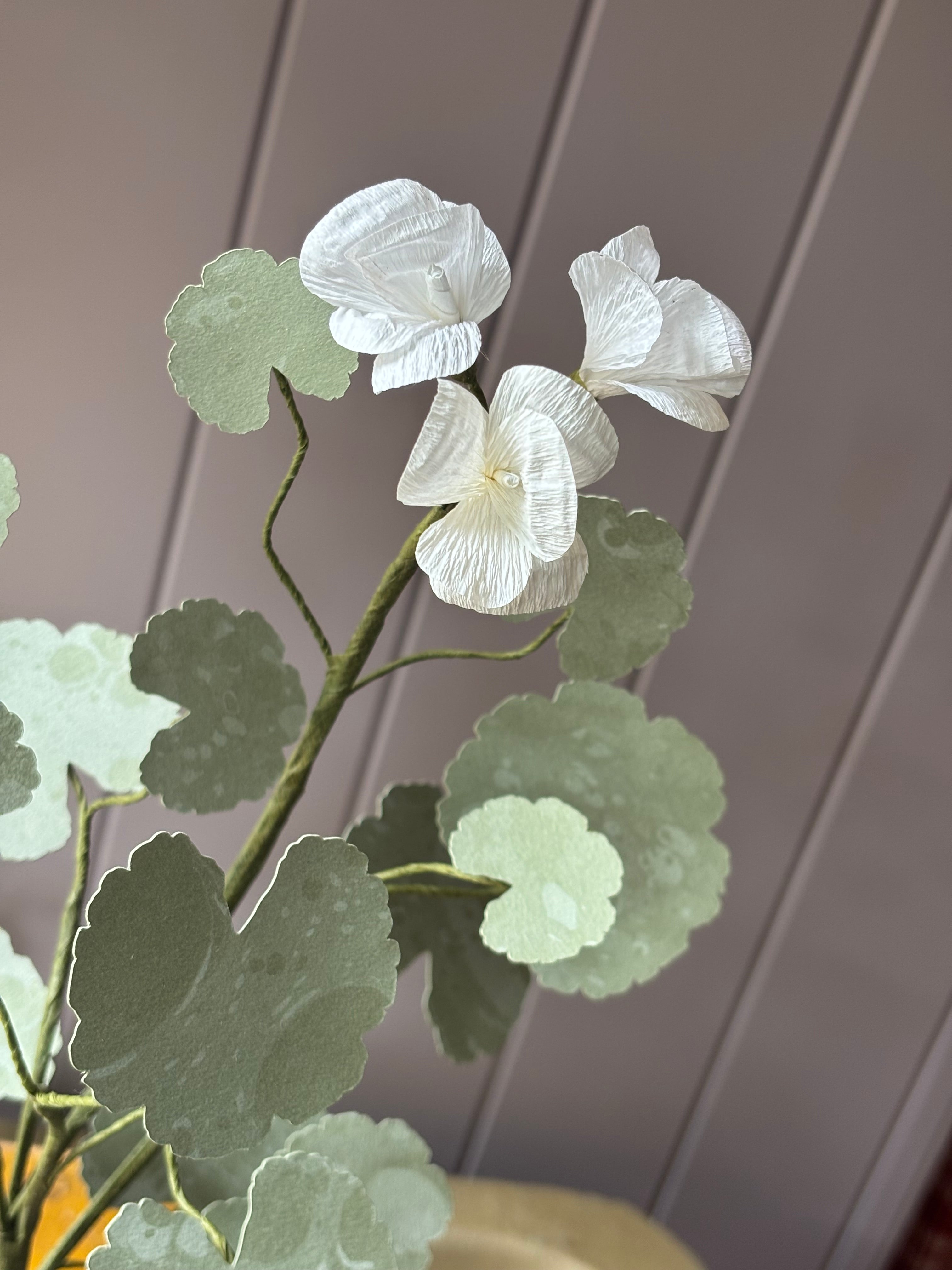 Paper geranium