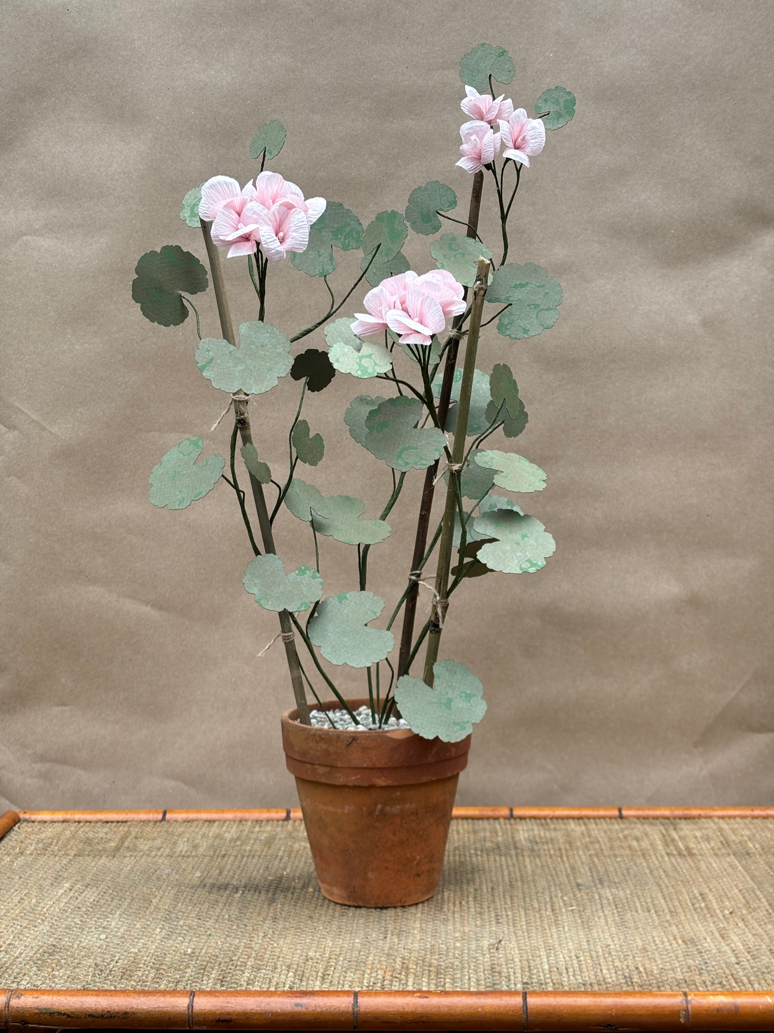 Geranium