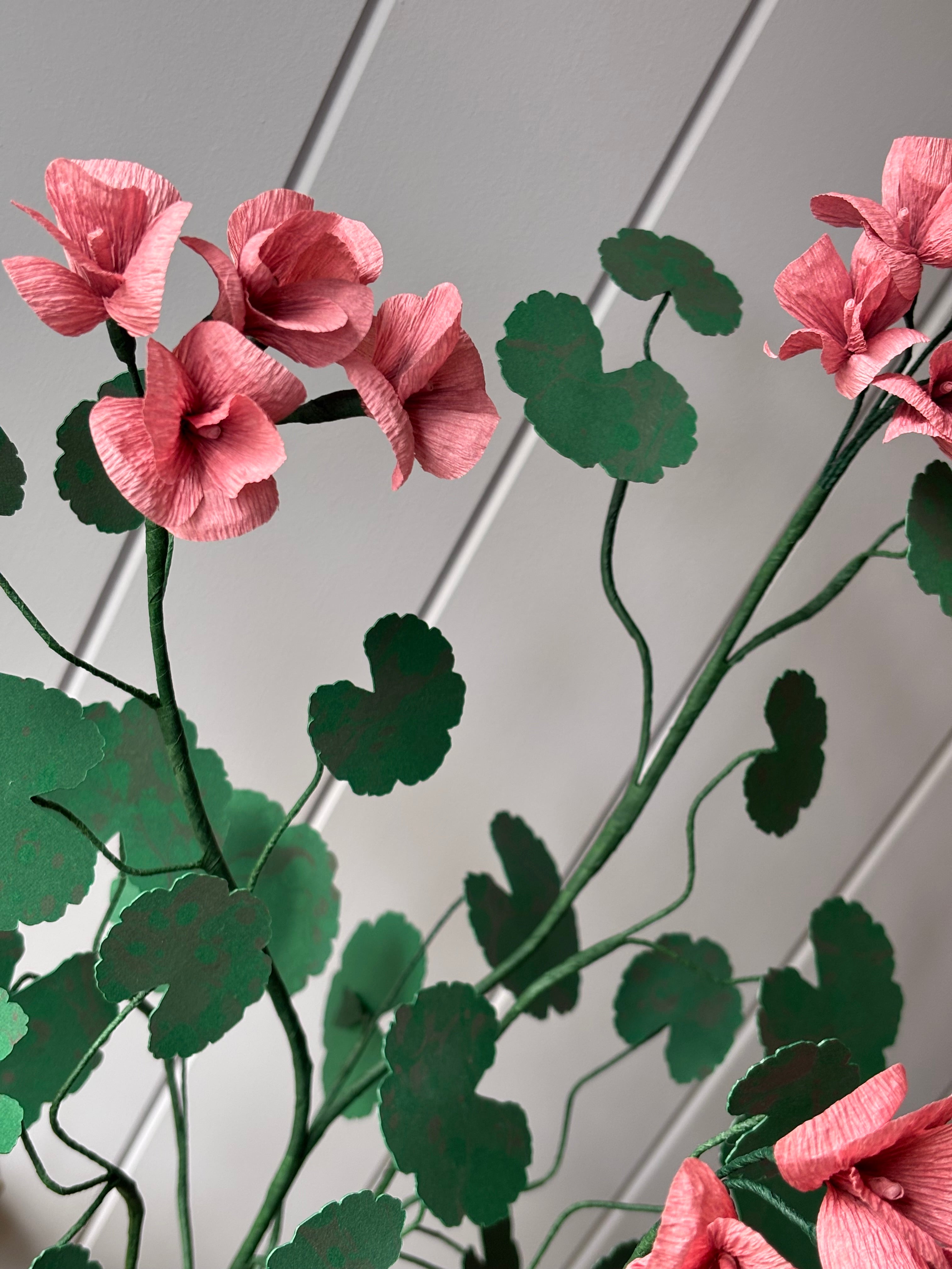 Paper geranium
