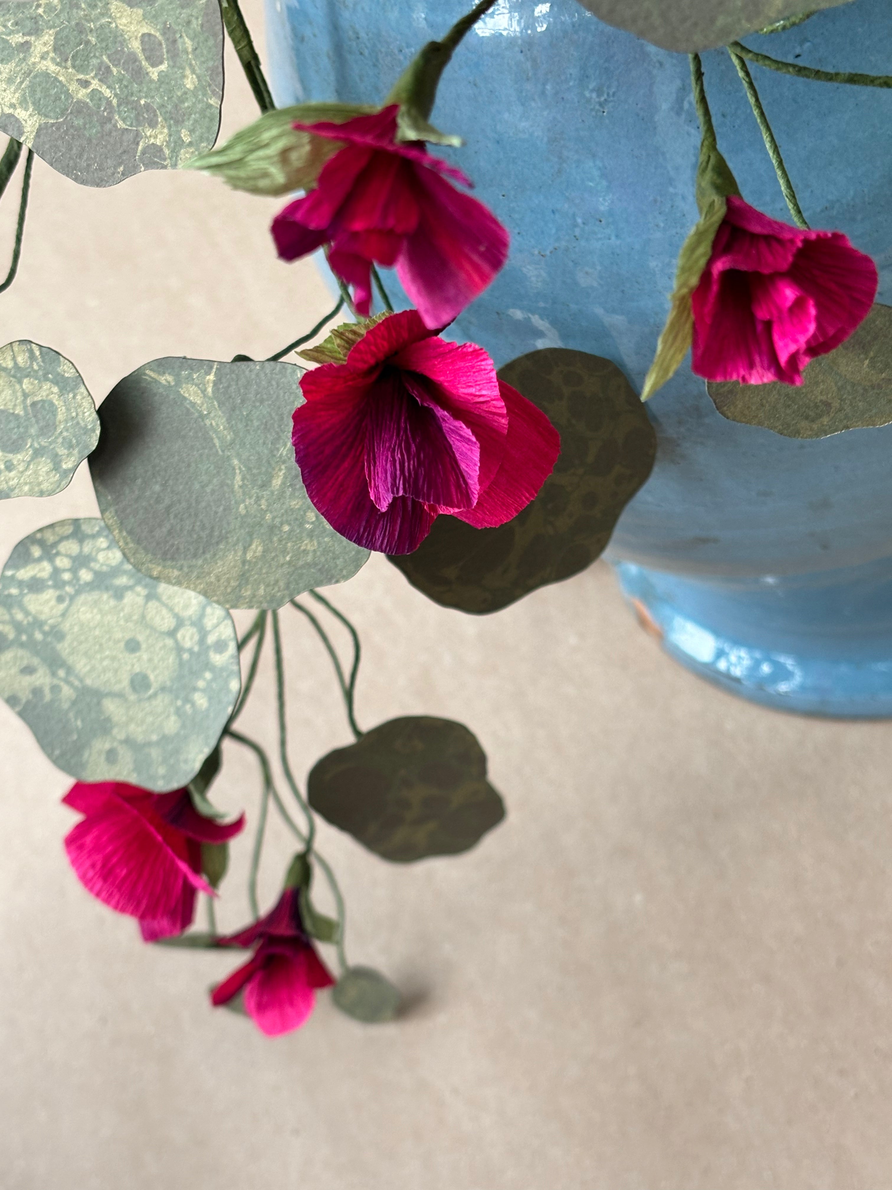 Nasturtium, trailing