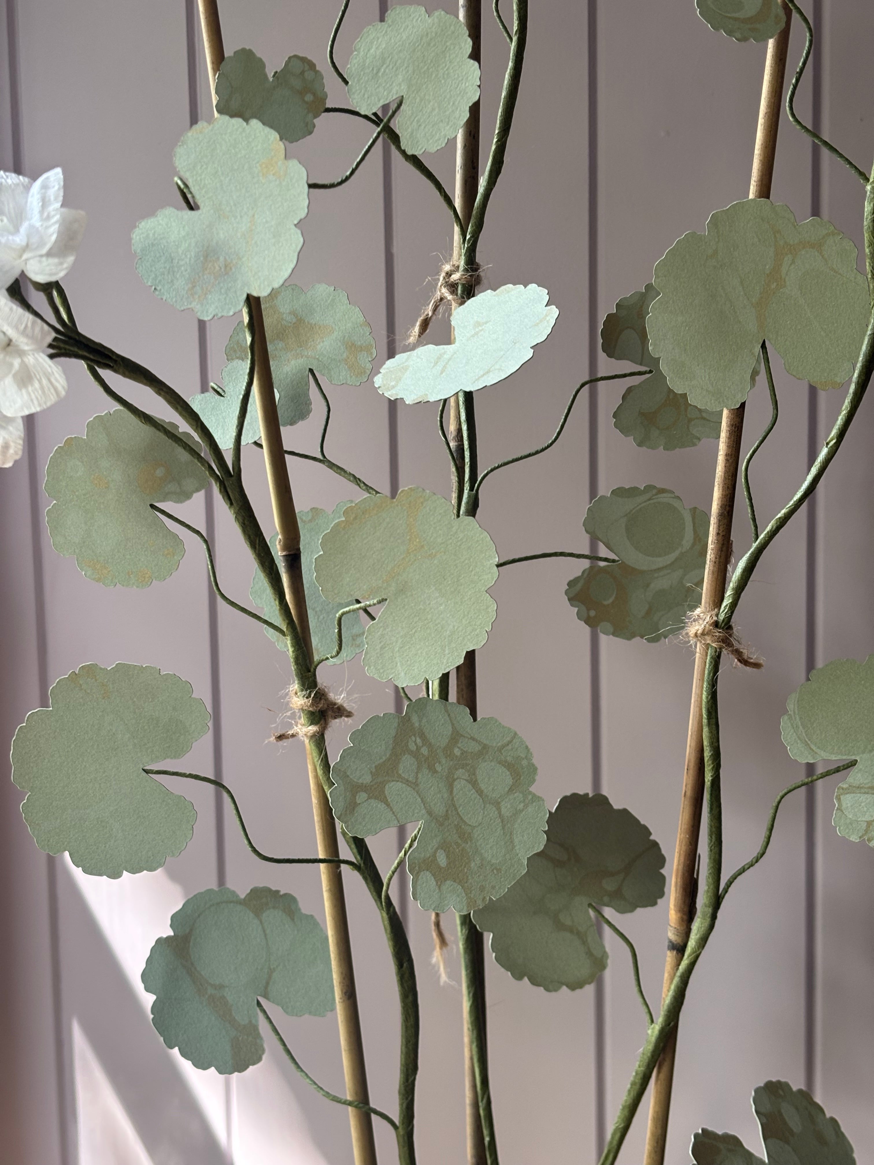 Paper geranium