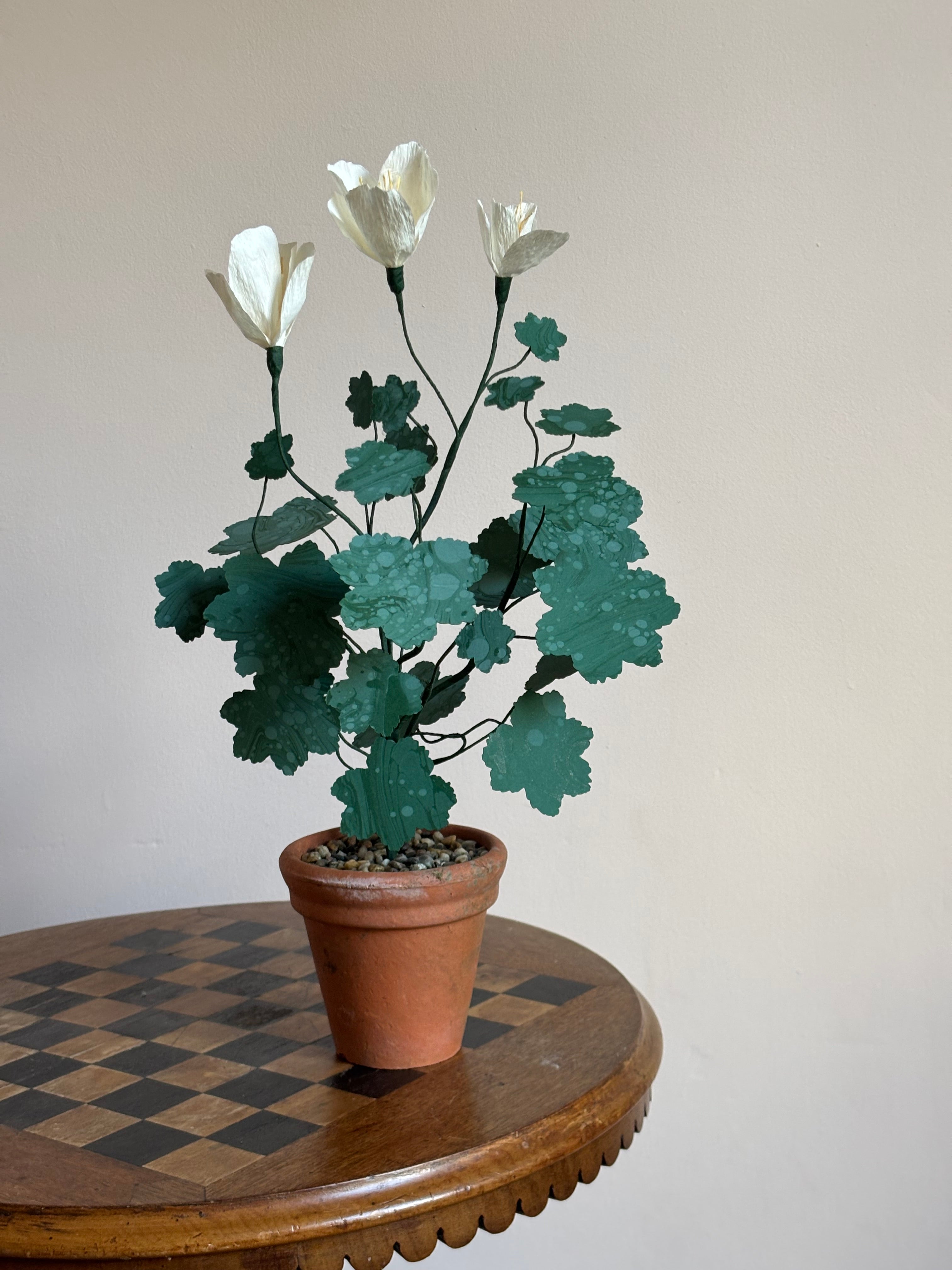 Paper pelargonium