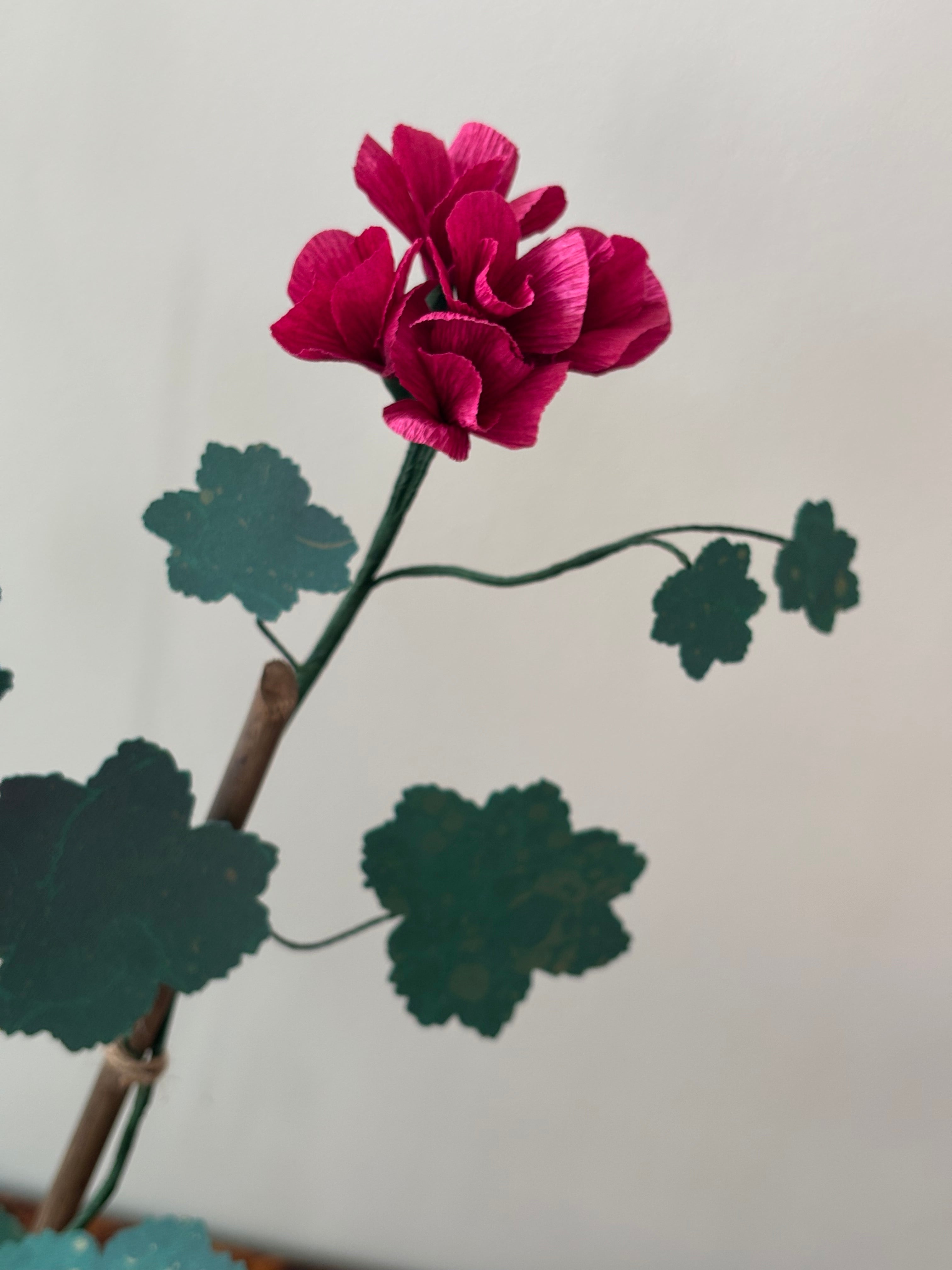 Paper Geranium