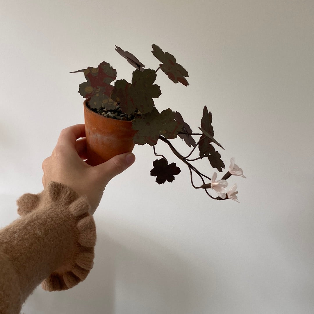 Paper Geranium trailing