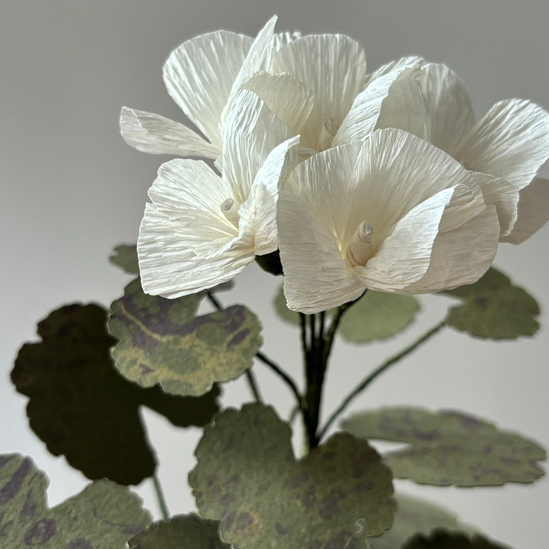 Paper Geranium