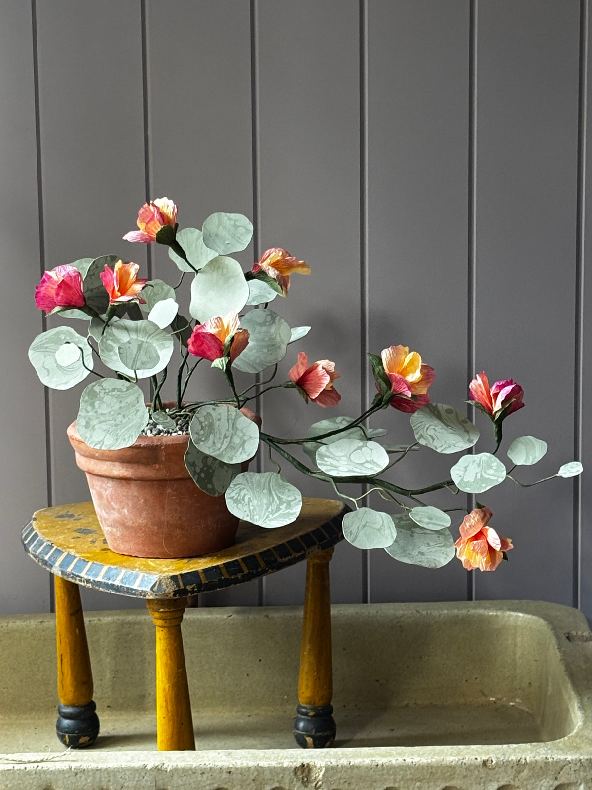 Paper Nasturtium, trailing