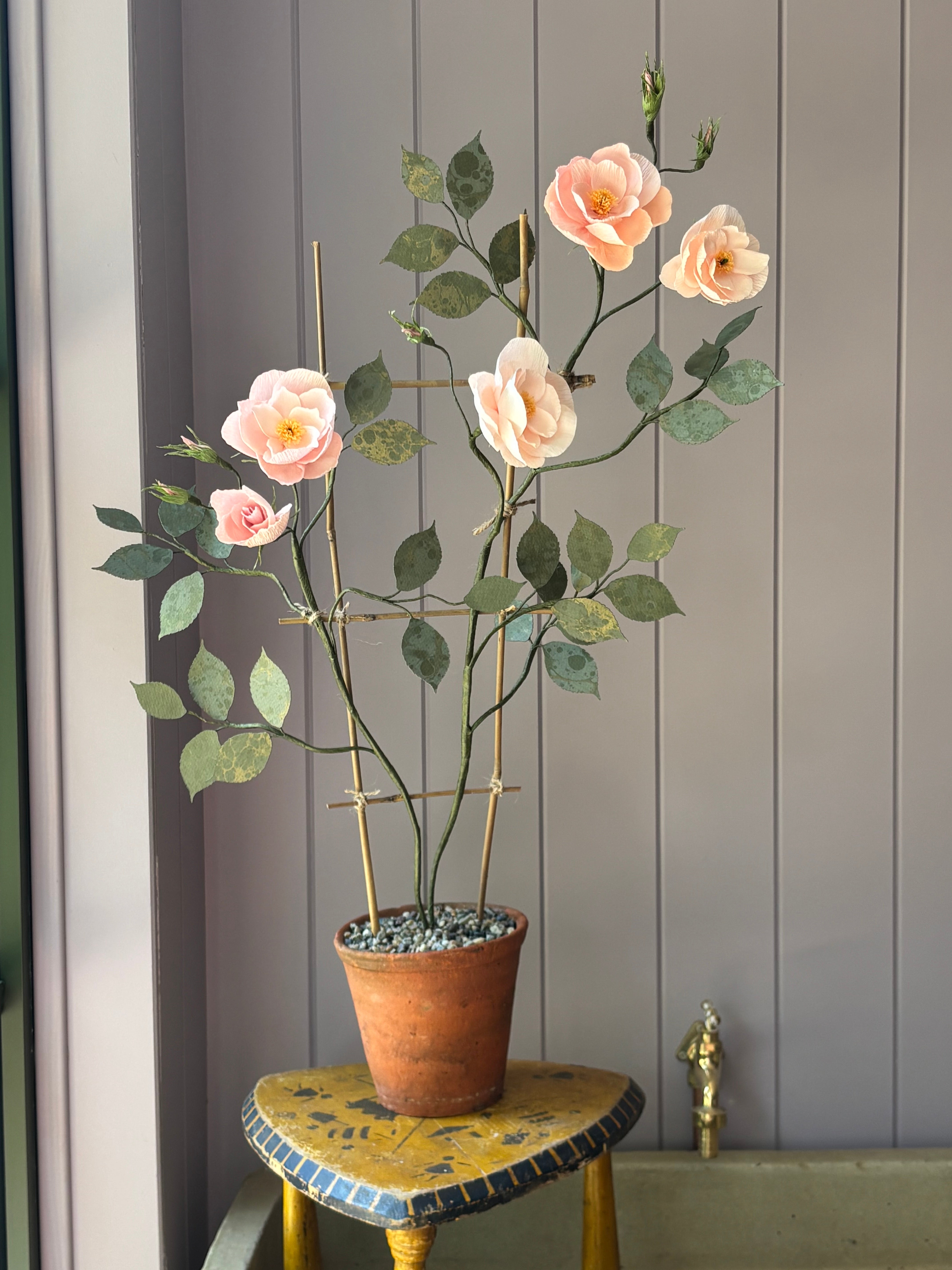 Climbing Rose