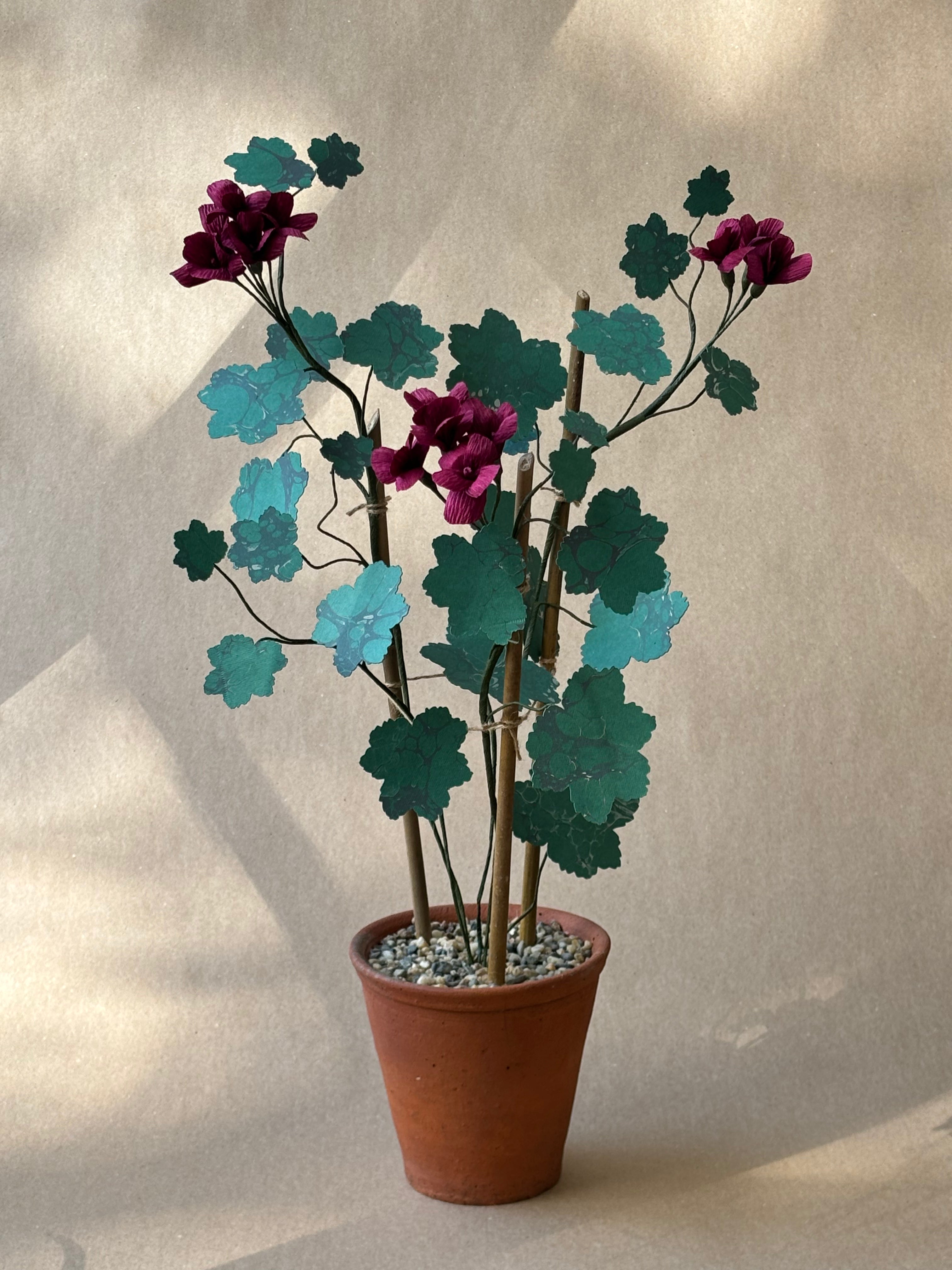 Geranium