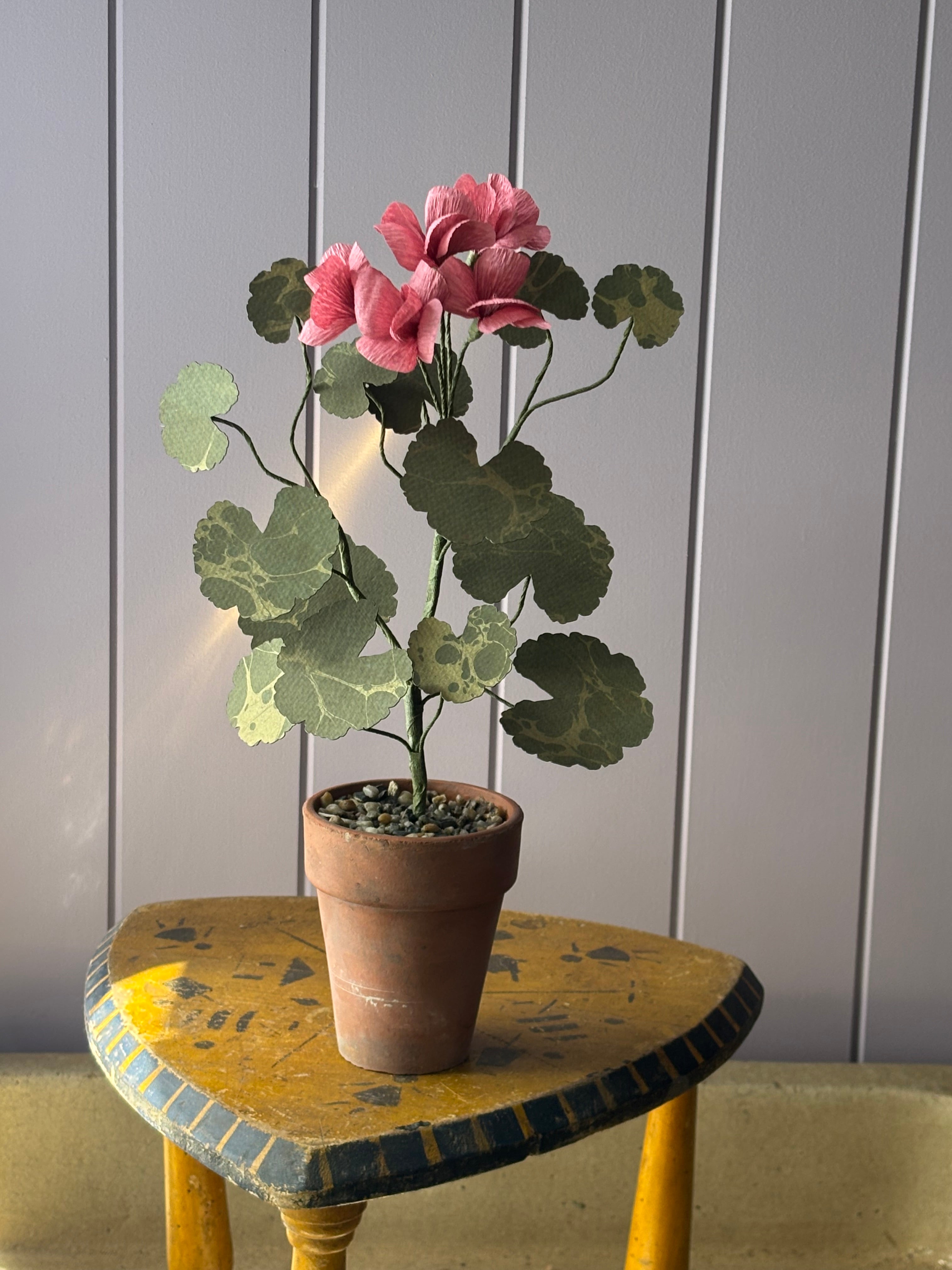 Paper geranium