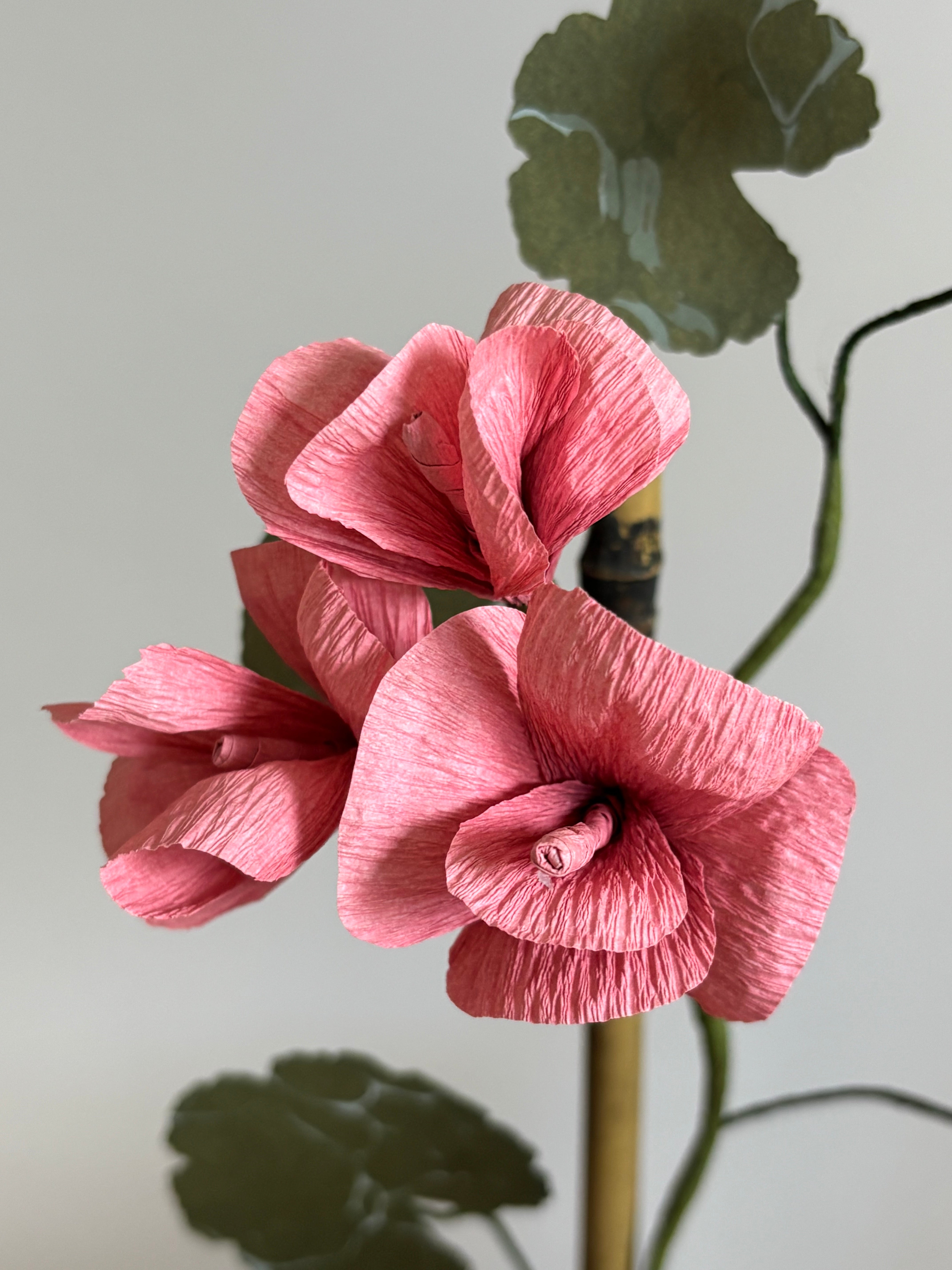 Paper Geranium