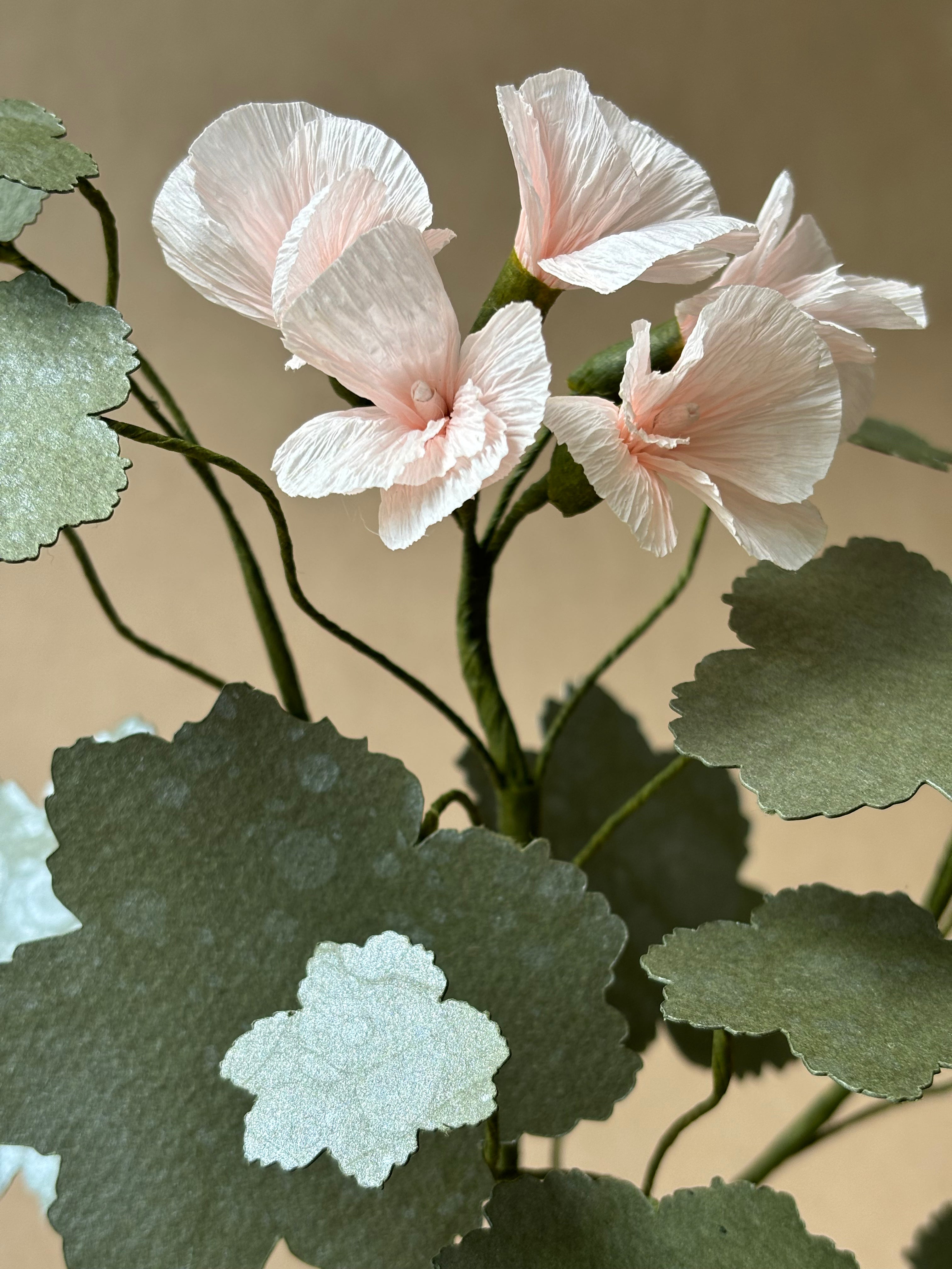 Geranium
