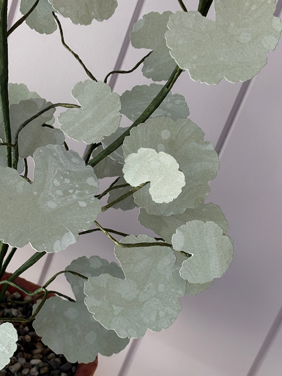 Paper geranium