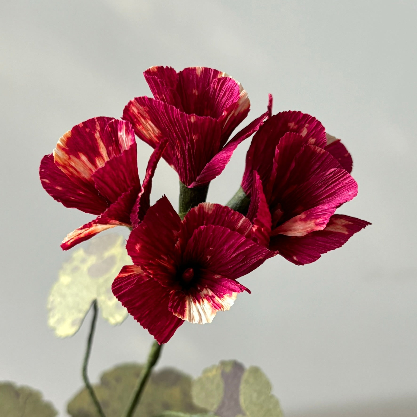 Paper Geranium