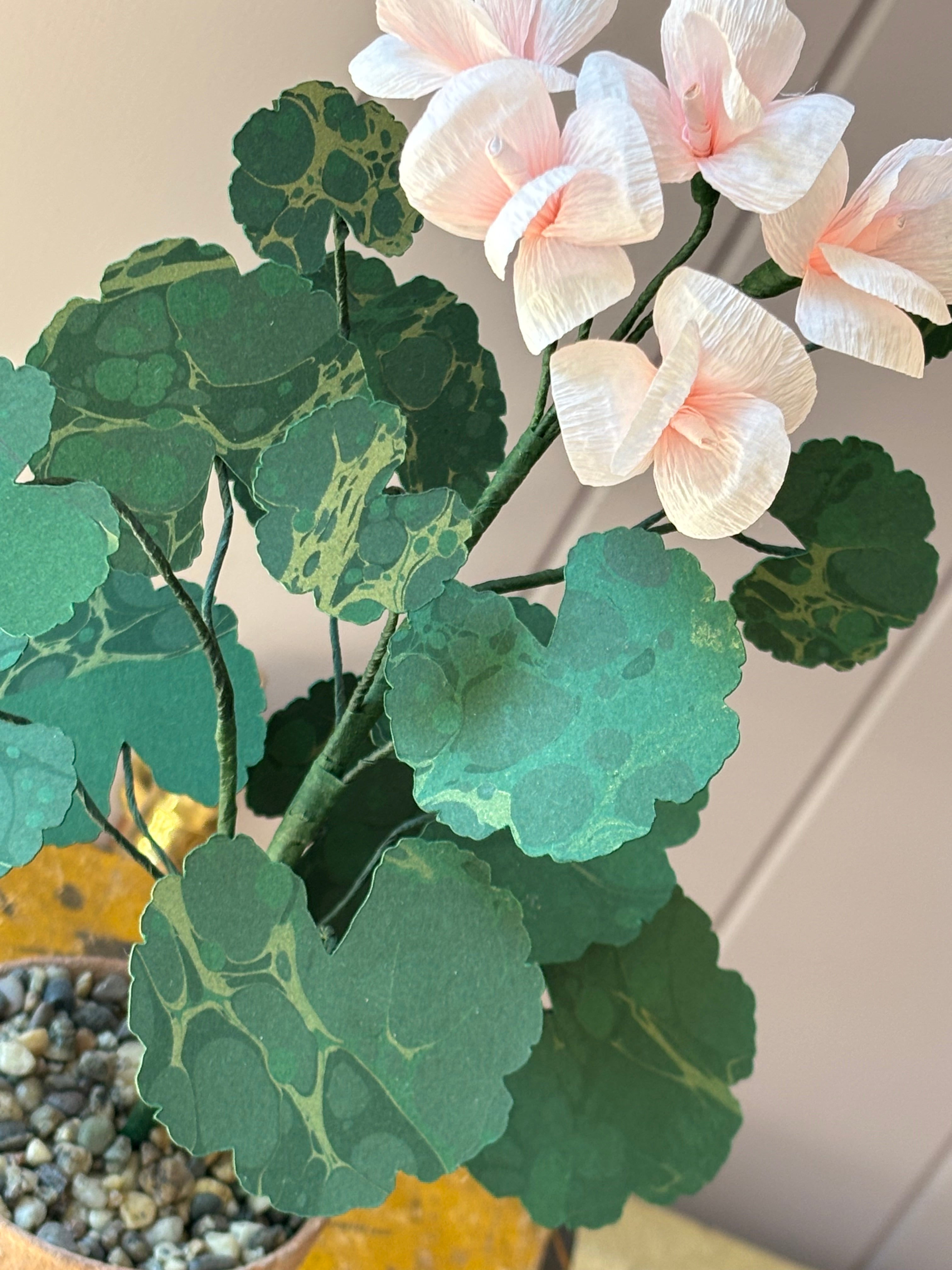 Paper geranium