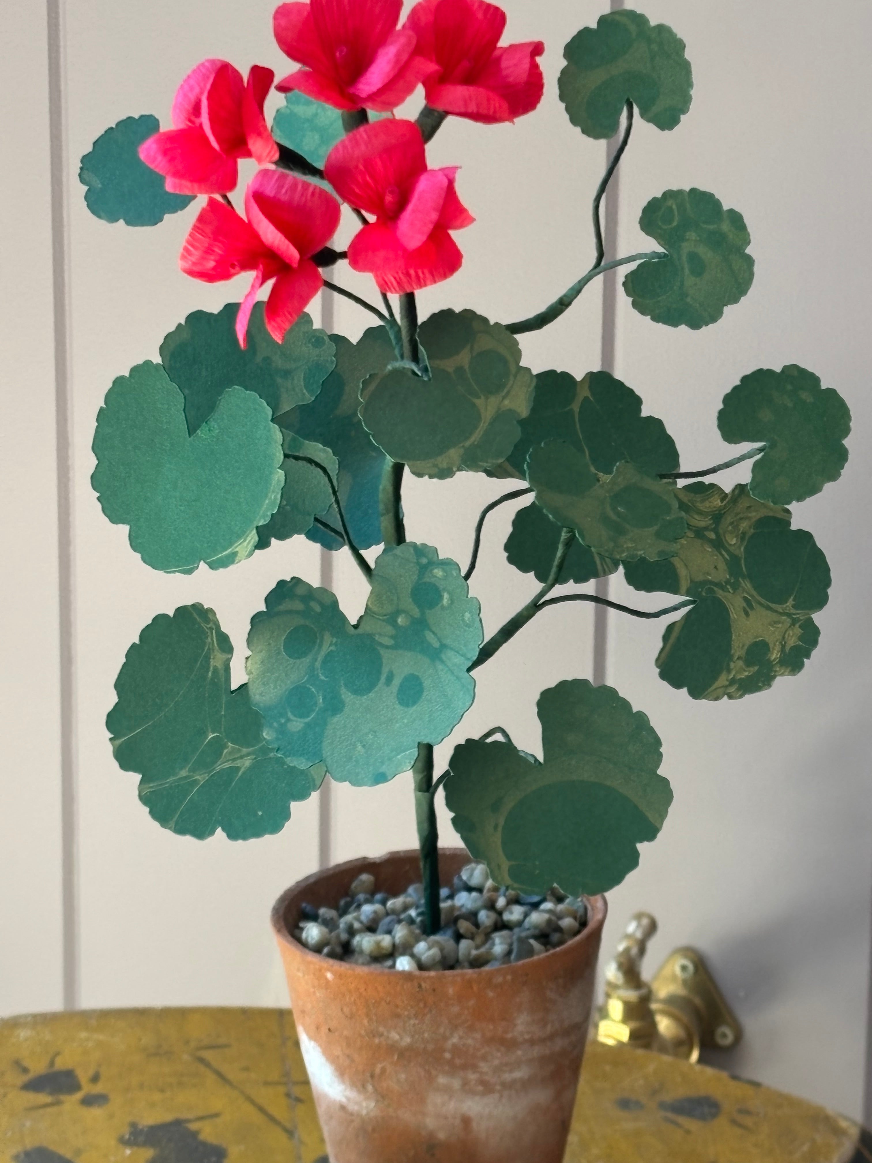 Paper geranium