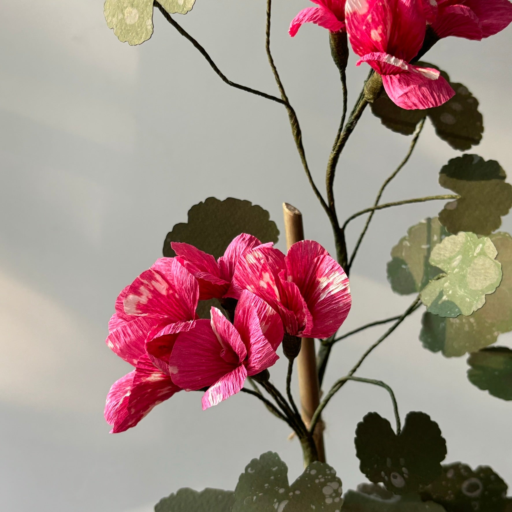 Paper Geranium