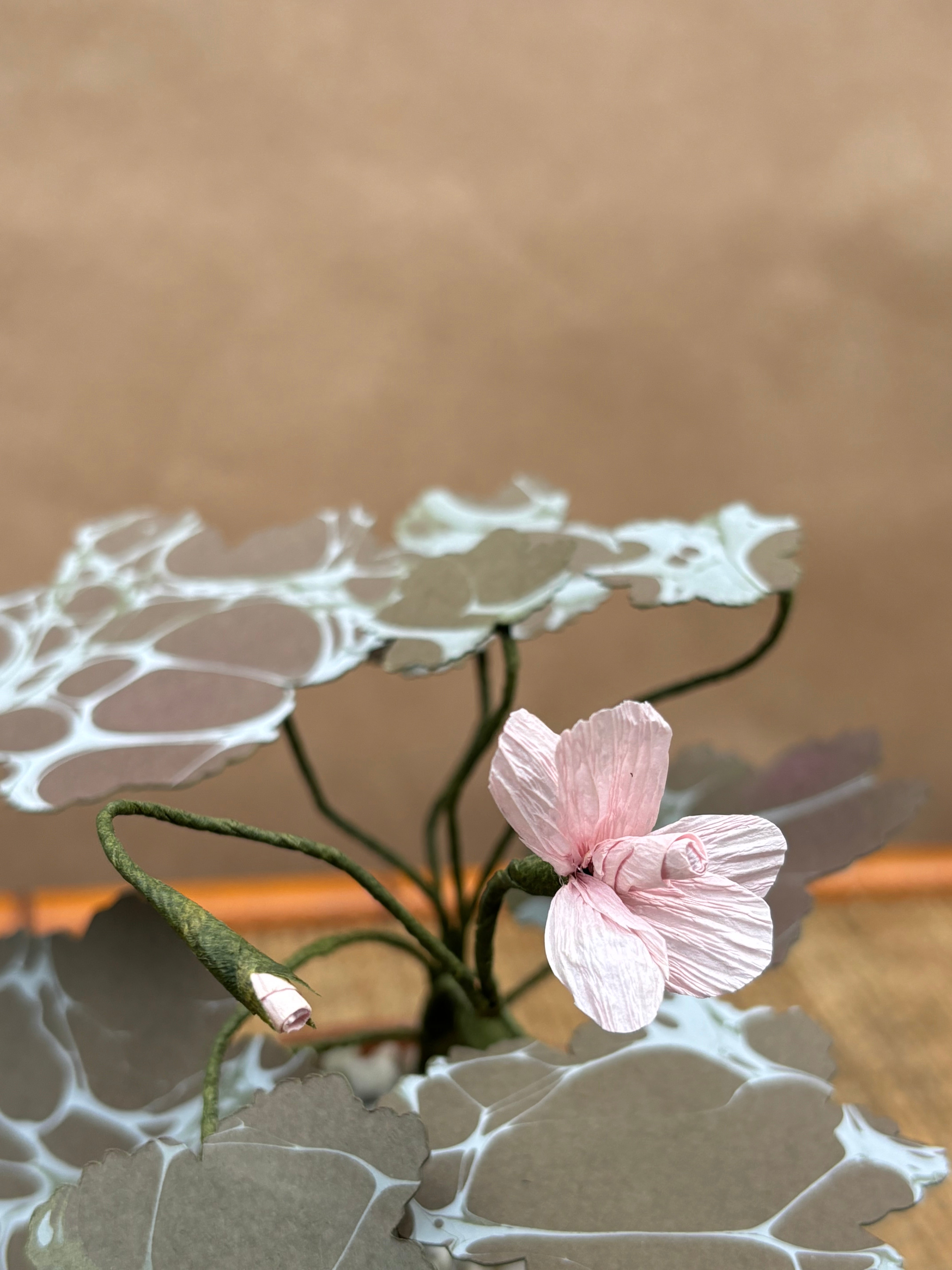Paper Geranium, trailing