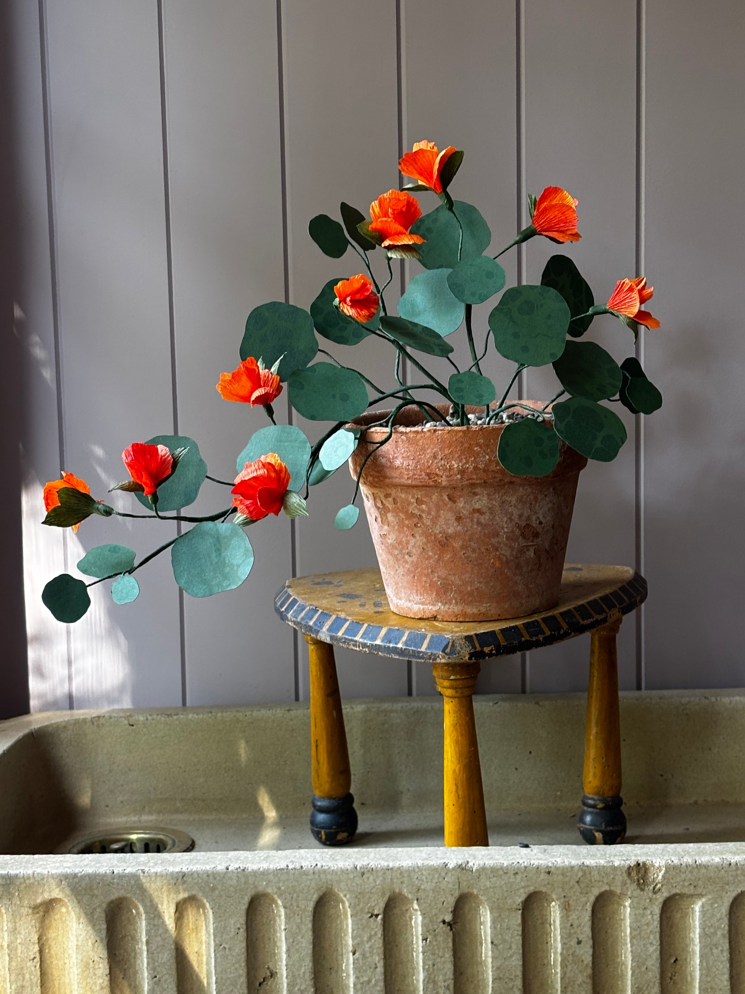 Paper Nasturtium, trailing