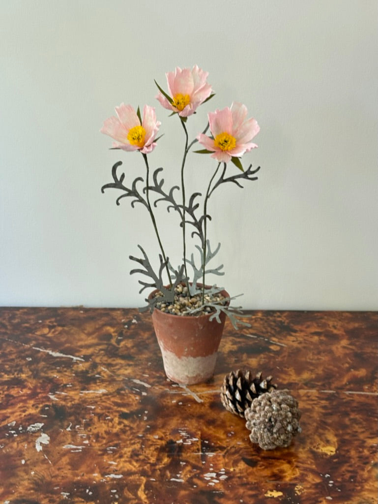 Cosmos