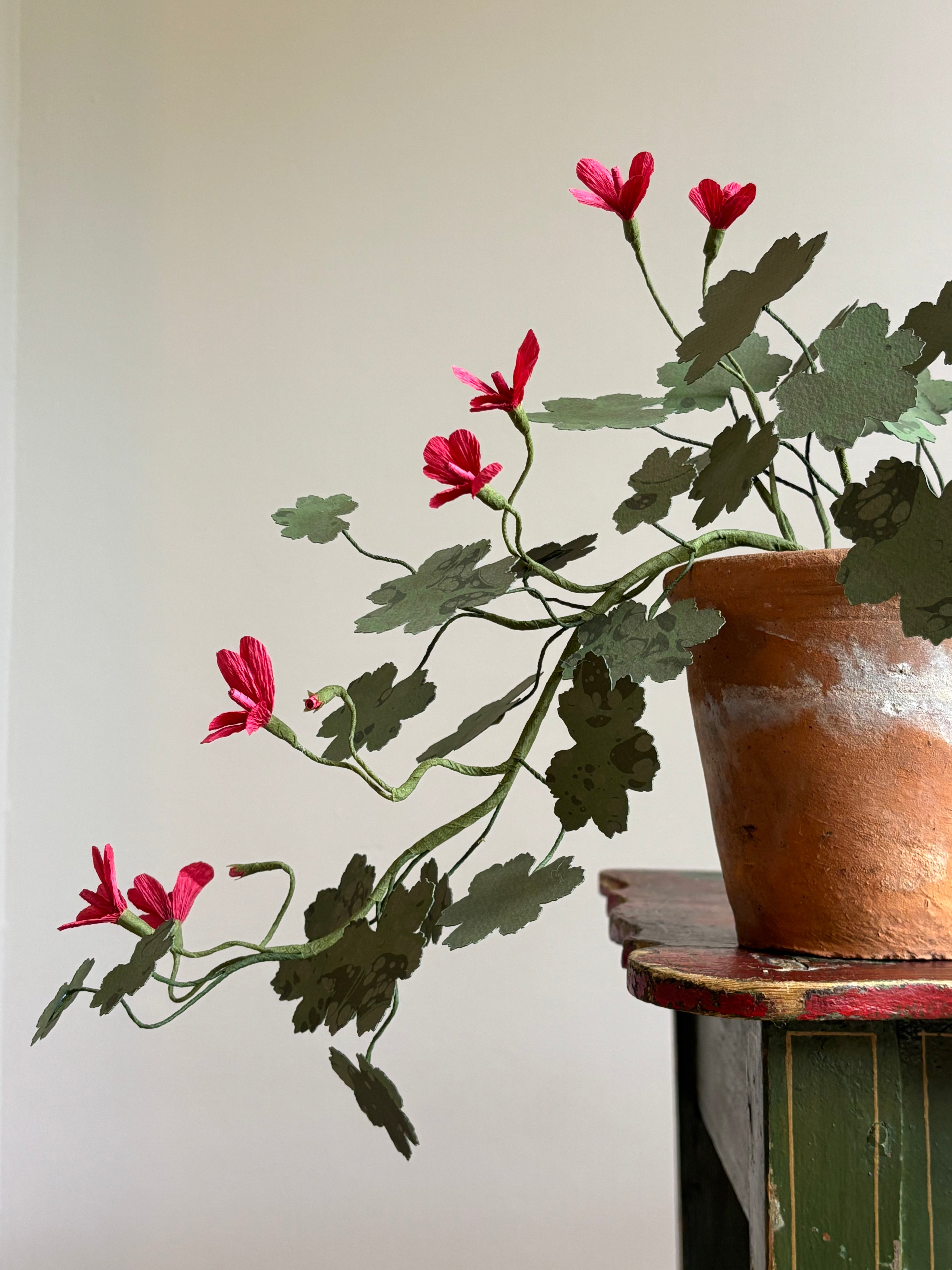 Paper Geranium, trailing