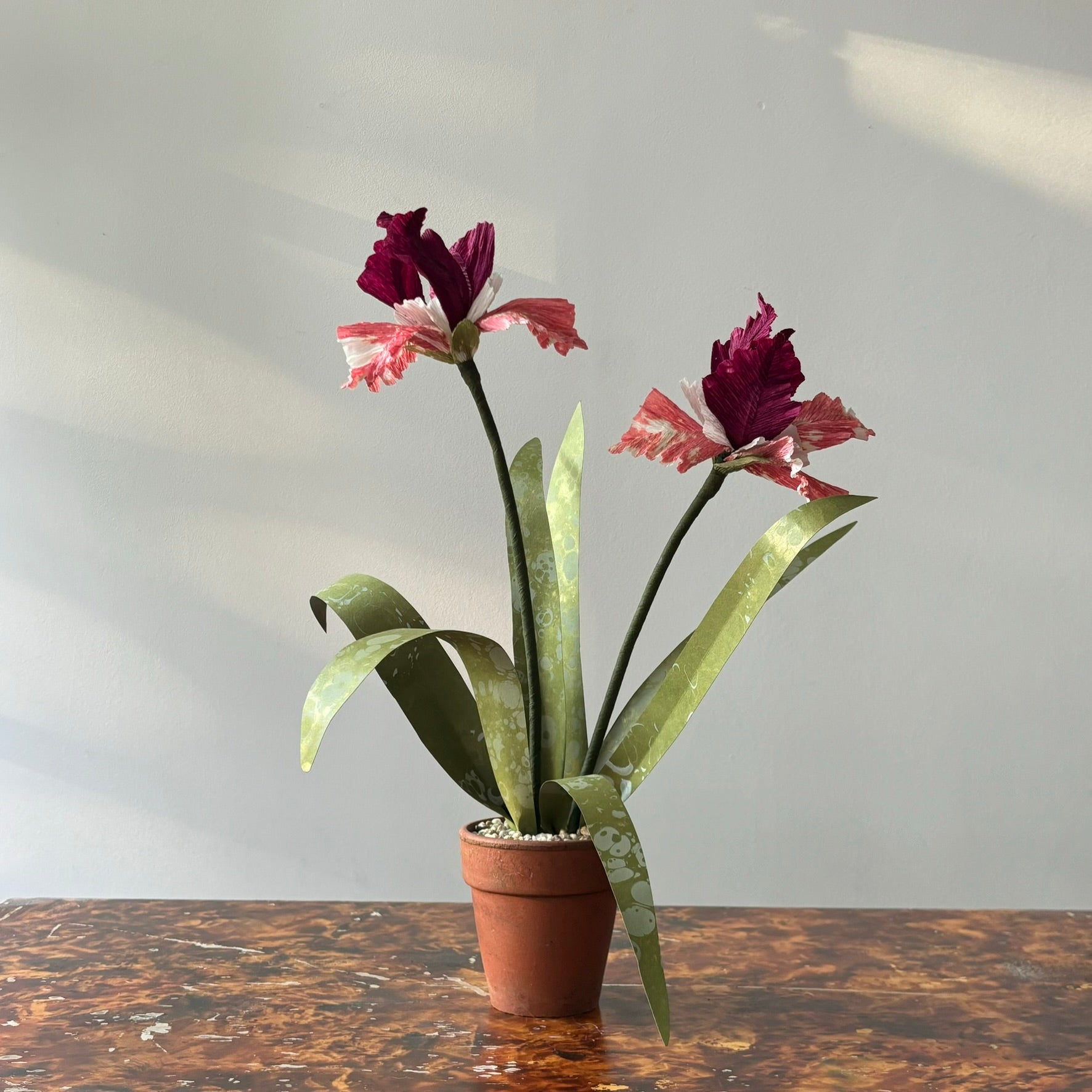 Paper Iris