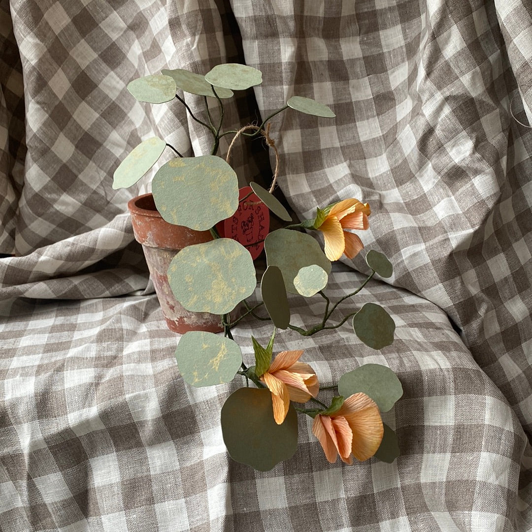 Paper Nasturtium