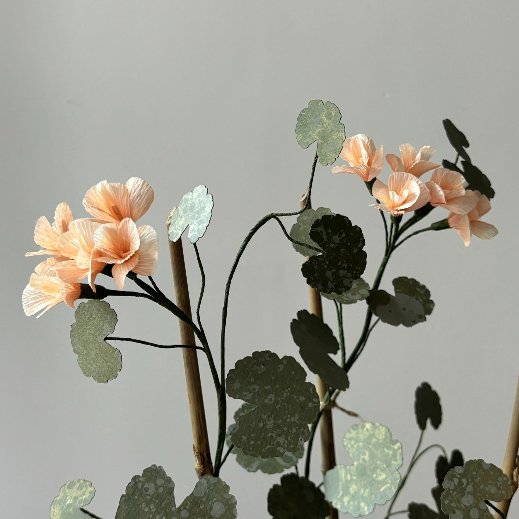 Paper Geranium