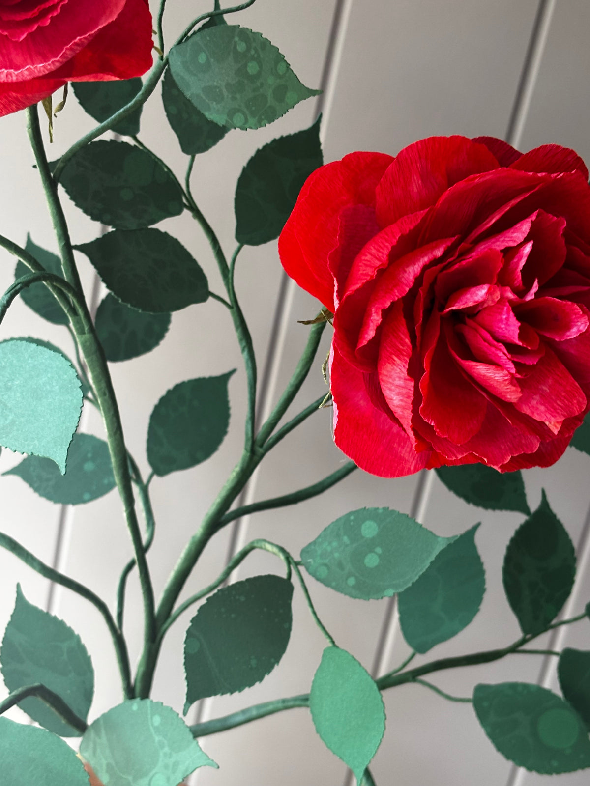 Paper Shrub Rose