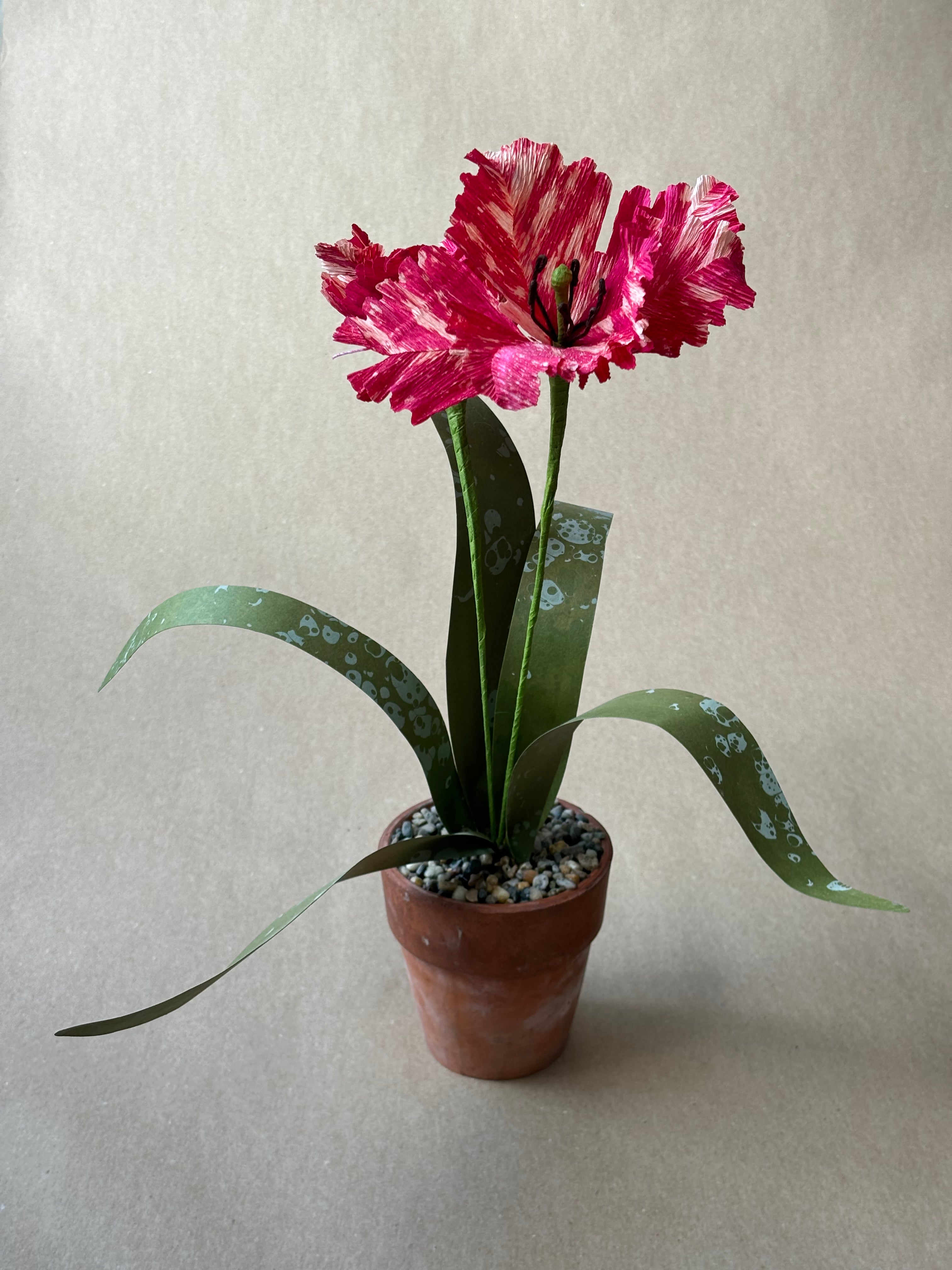 Parrot Tulip