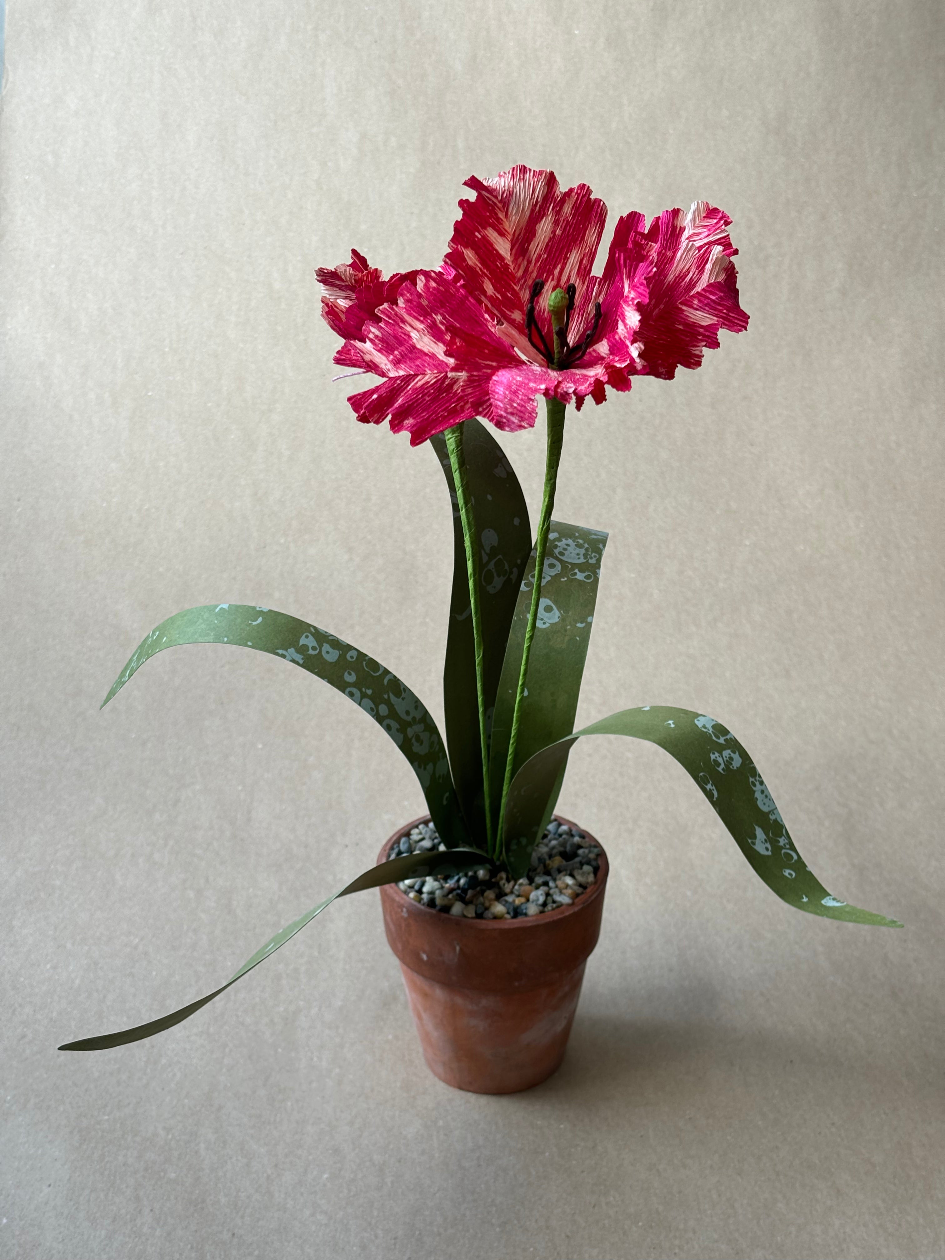 Parrot Tulip