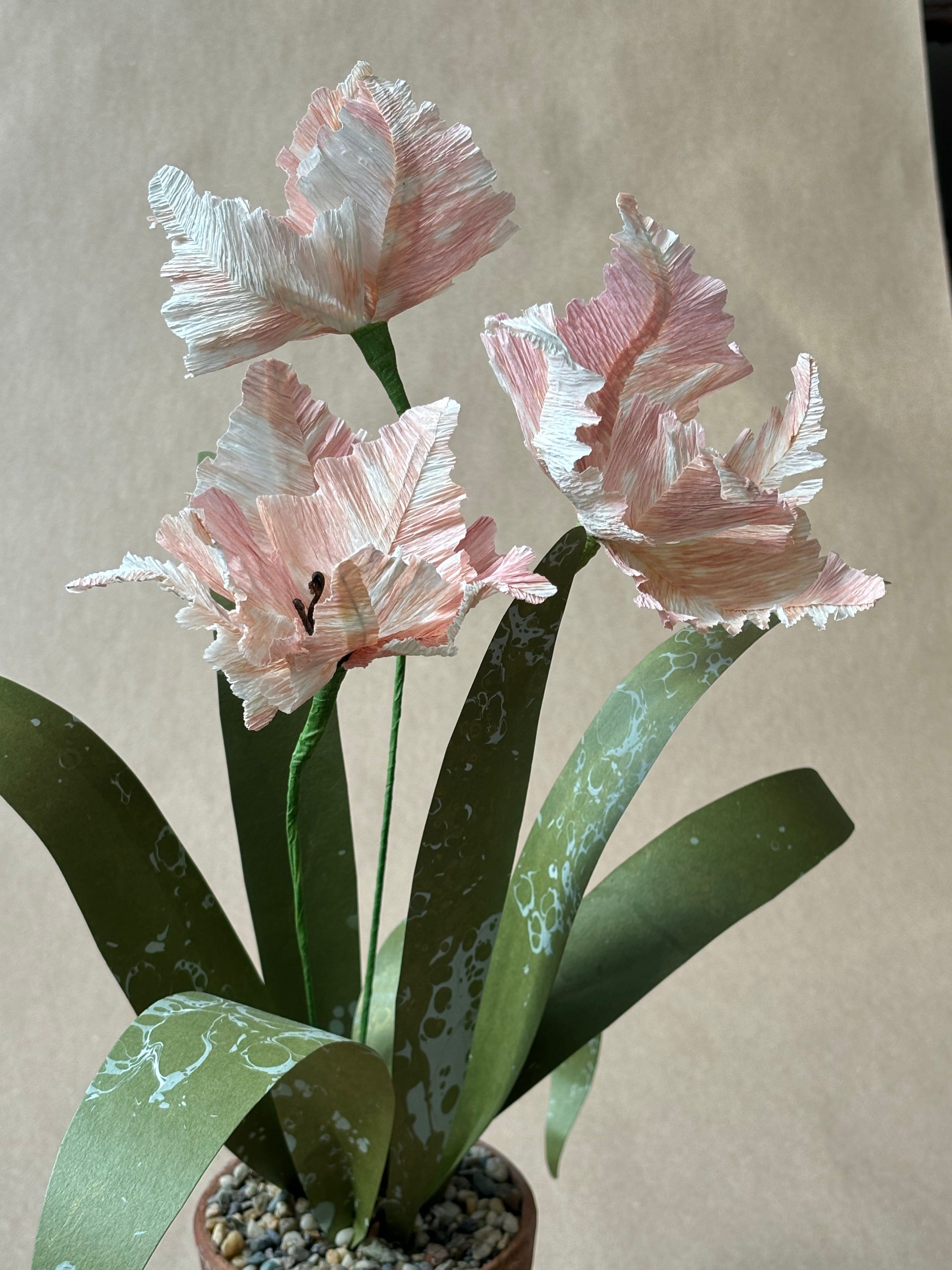Parrot Tulip