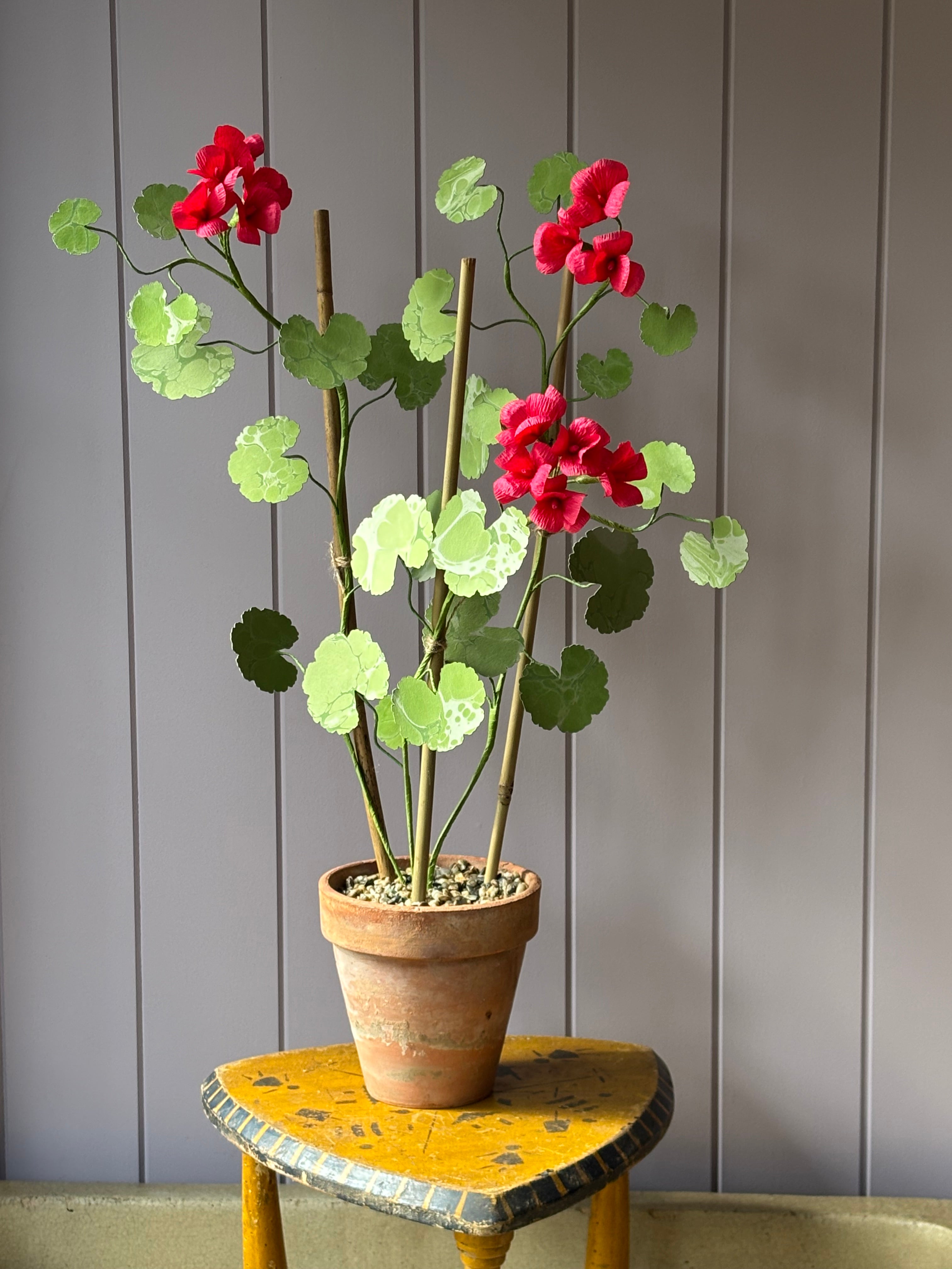 Paper geranium