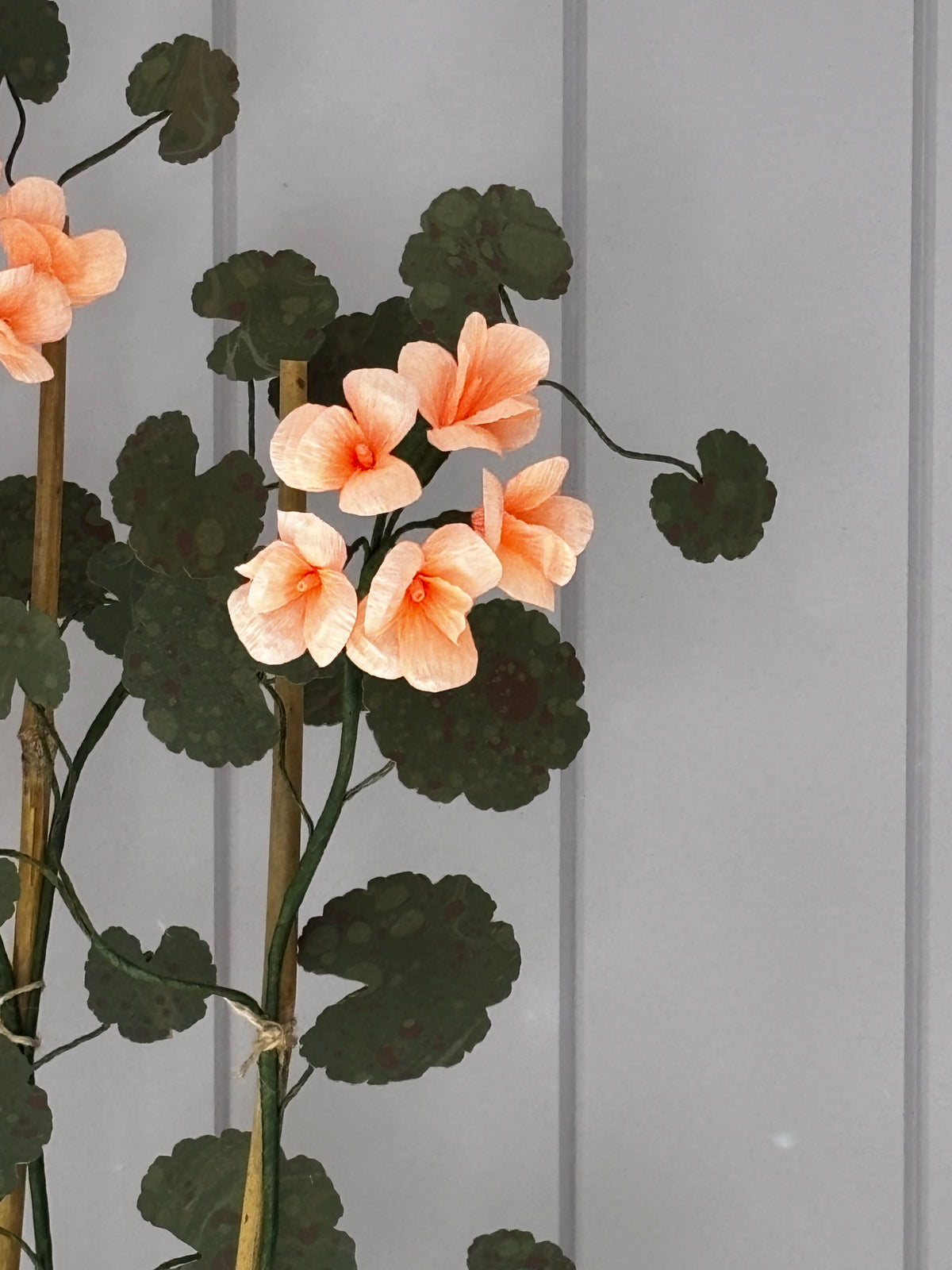 Paper geranium