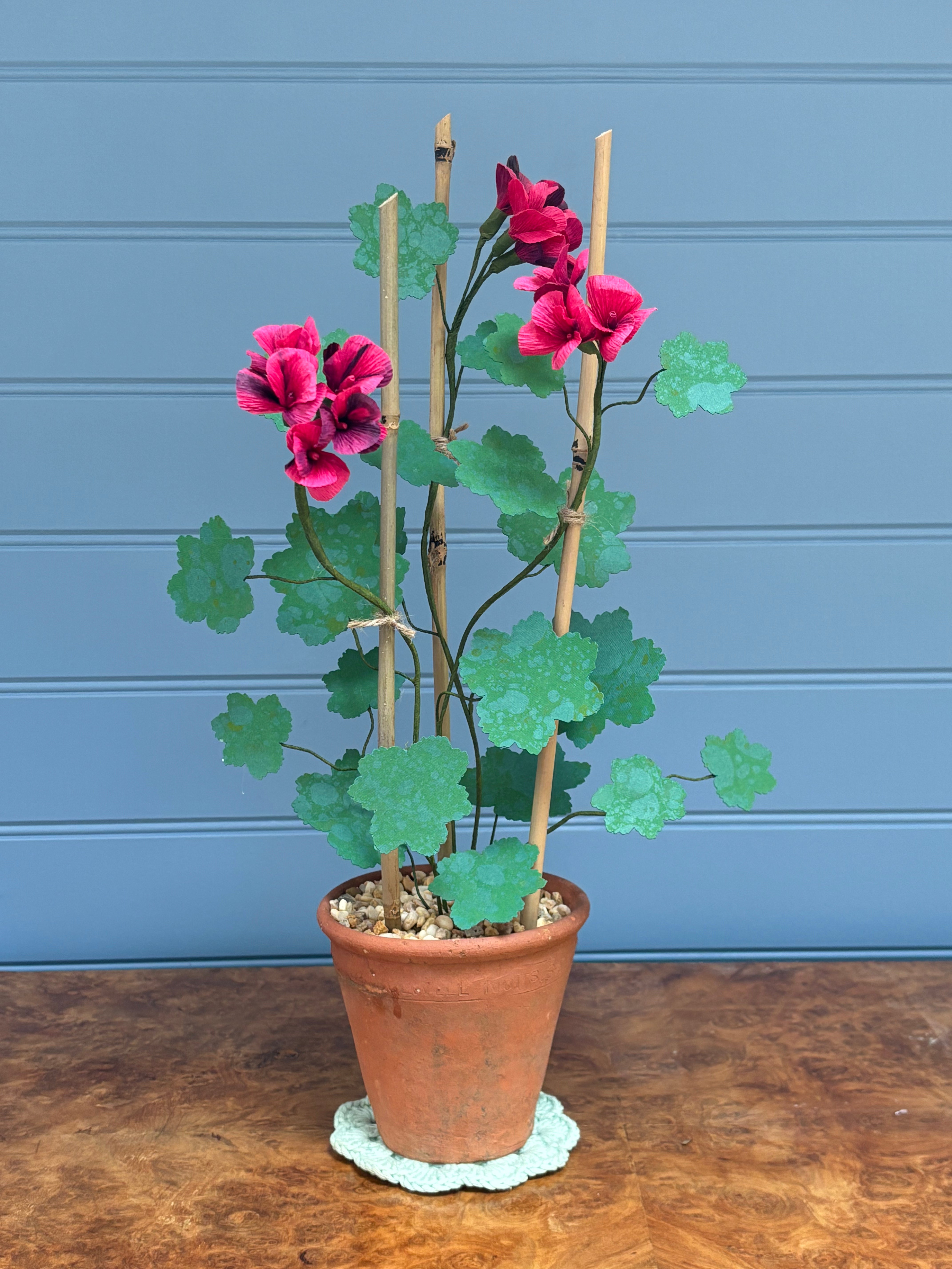 Geranium