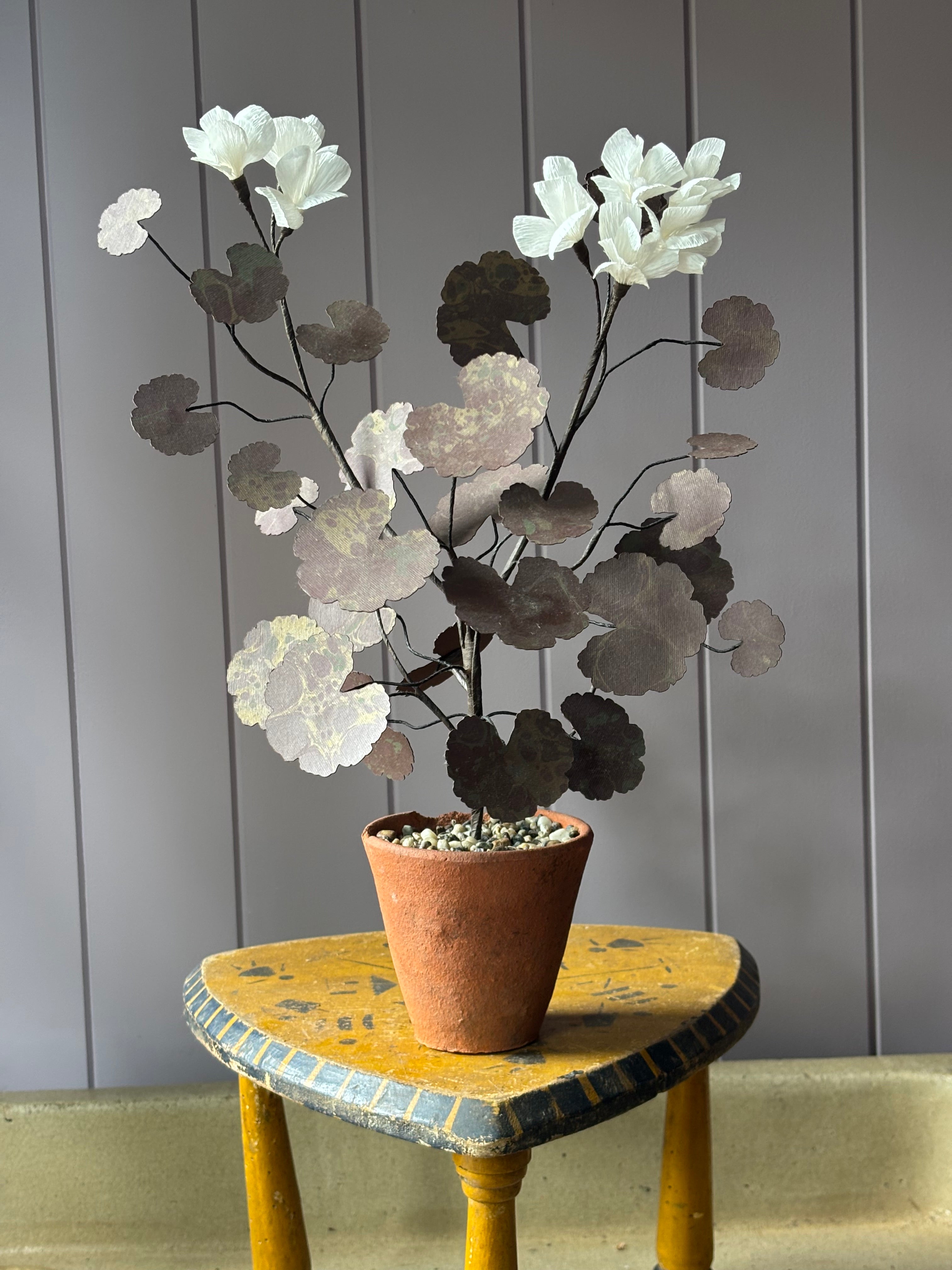 Paper geranium