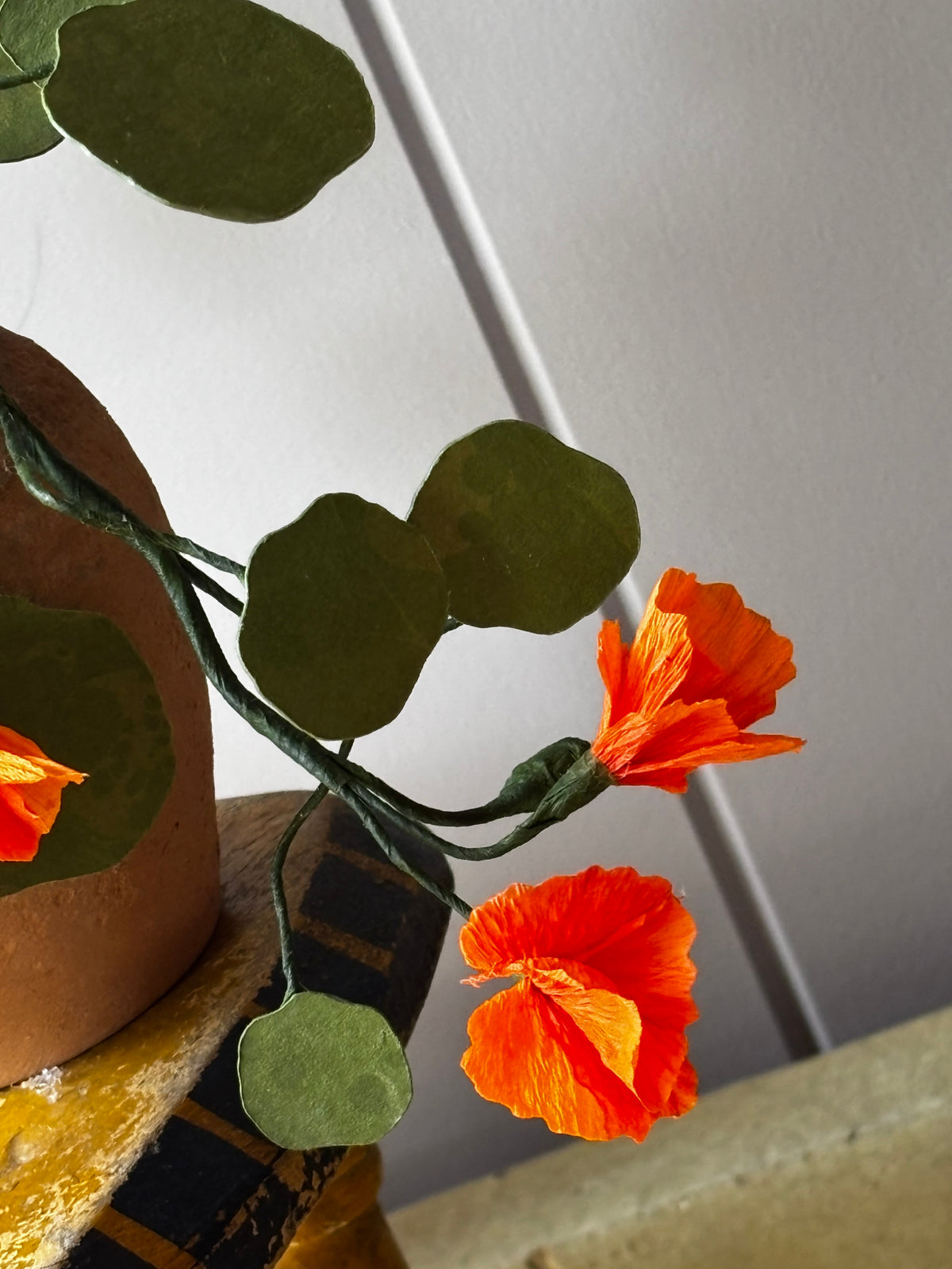 Paper Nasturtium, trailing mini