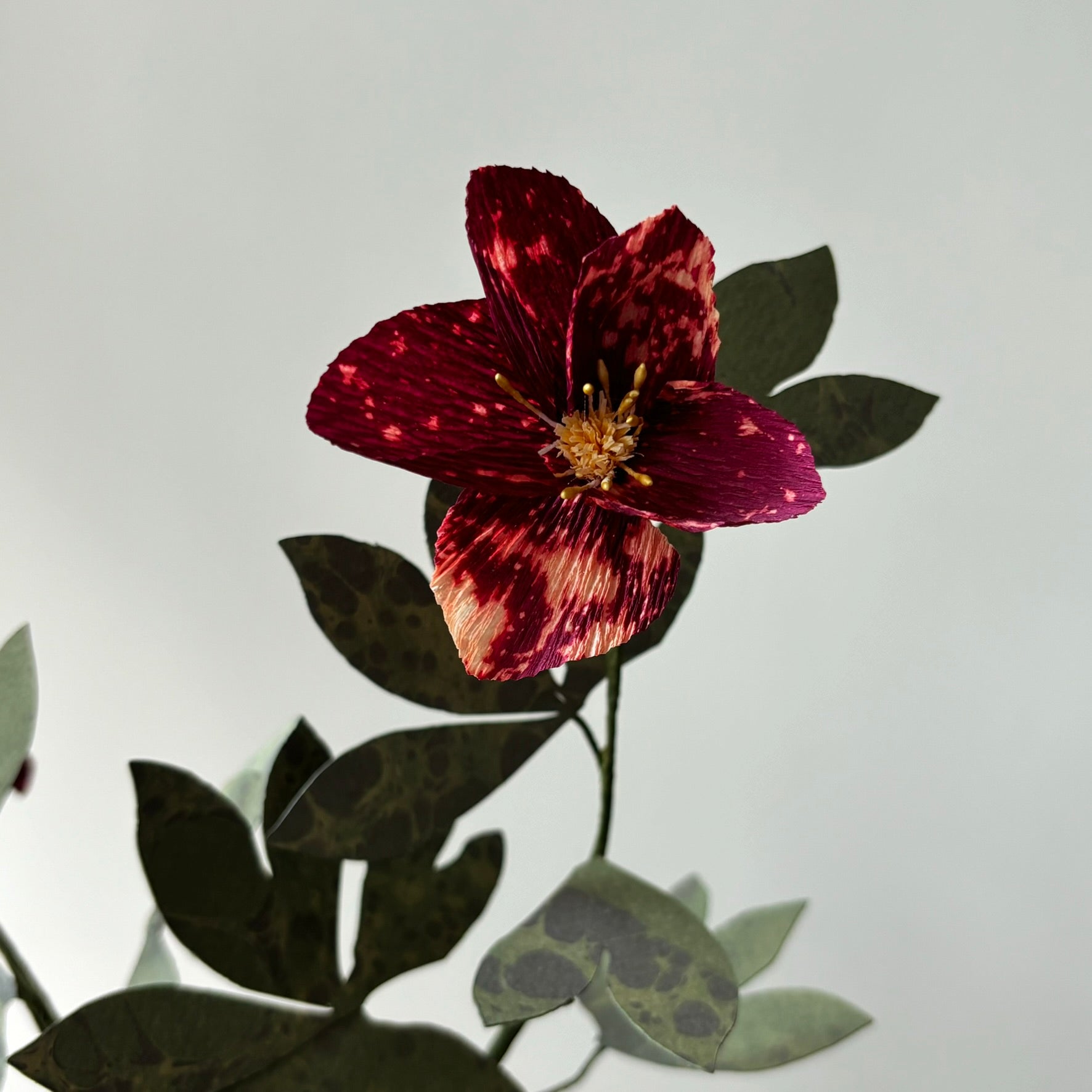 Paper Hellebore