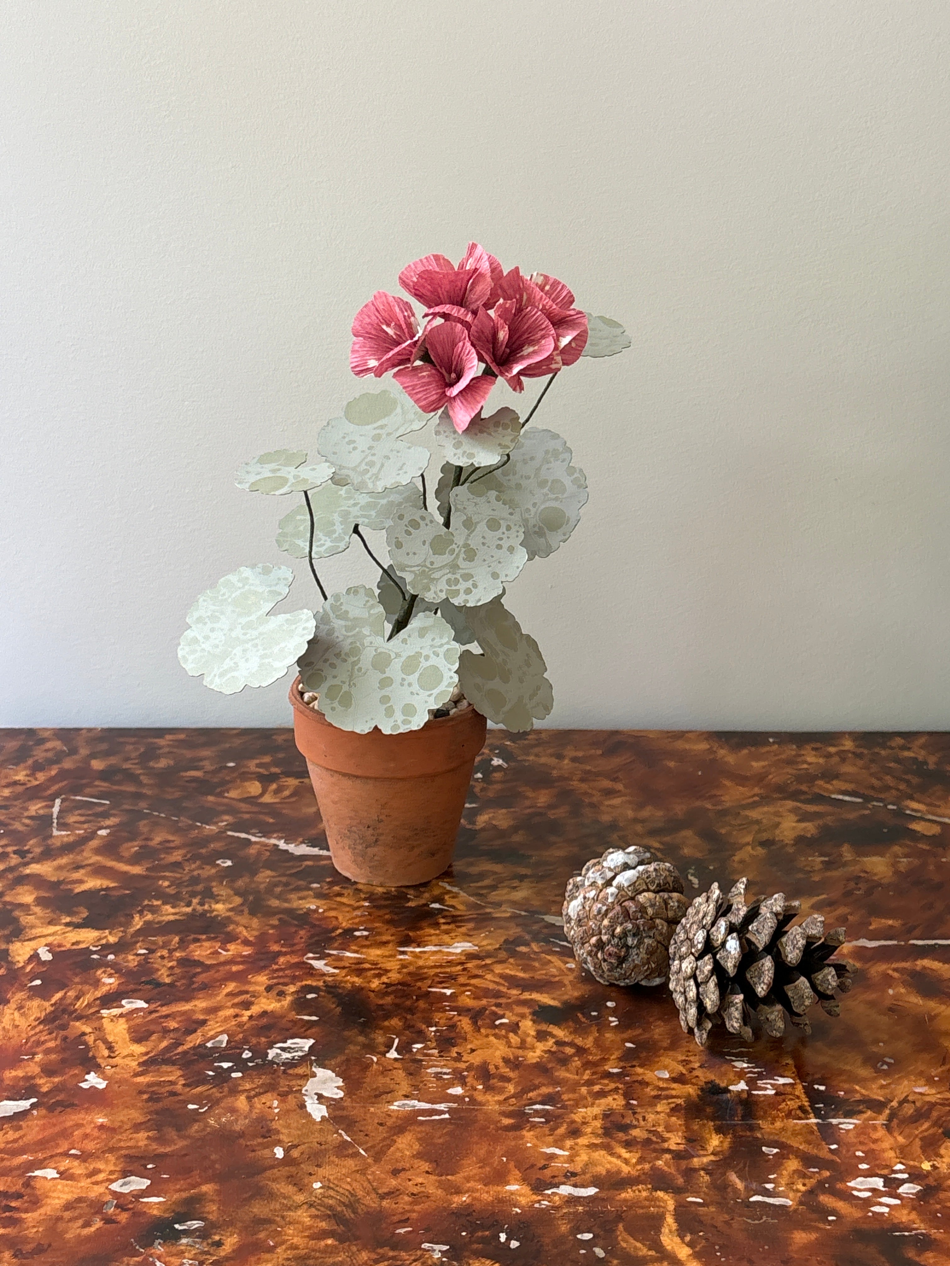 Geranium