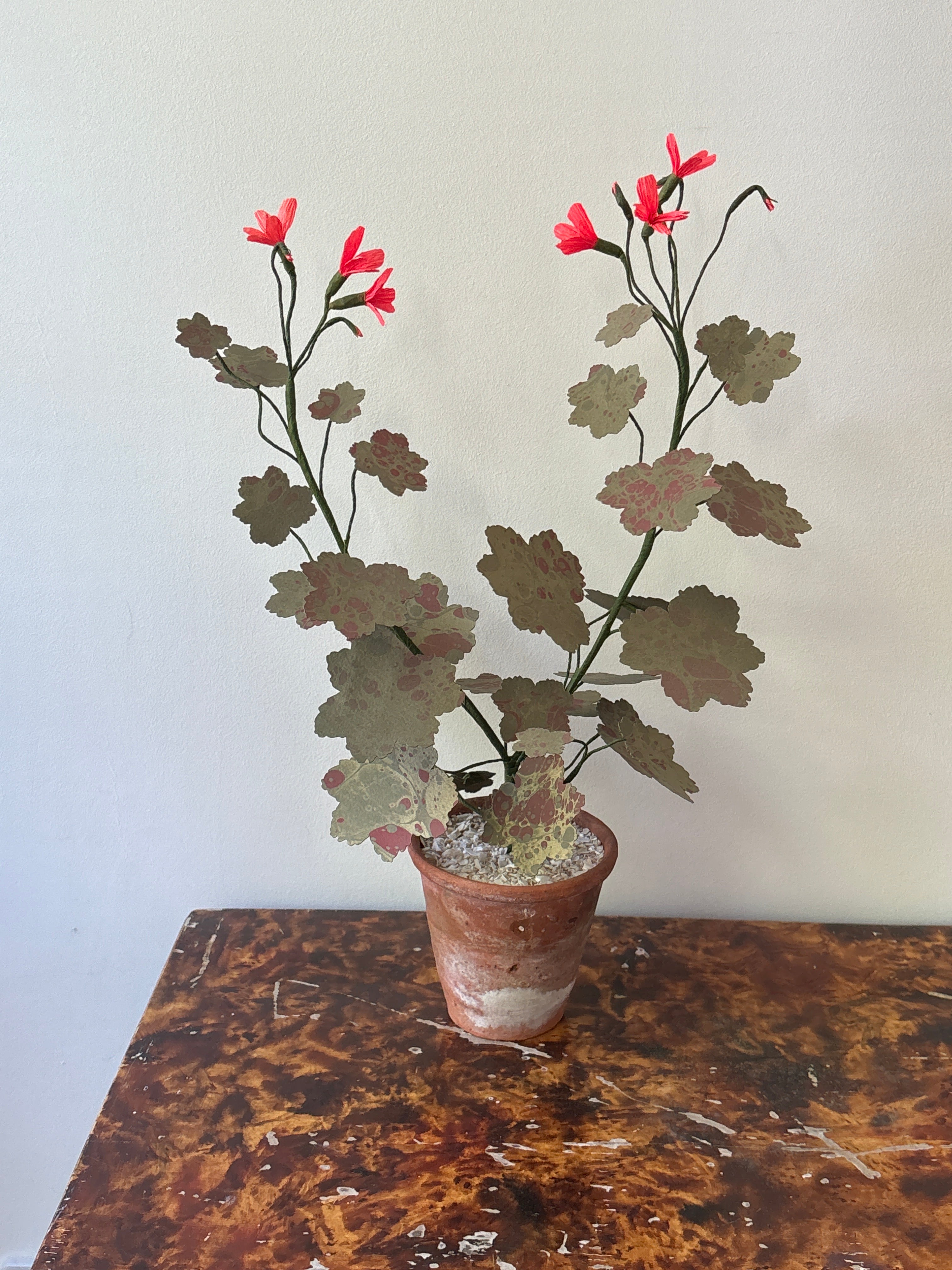 Geranium