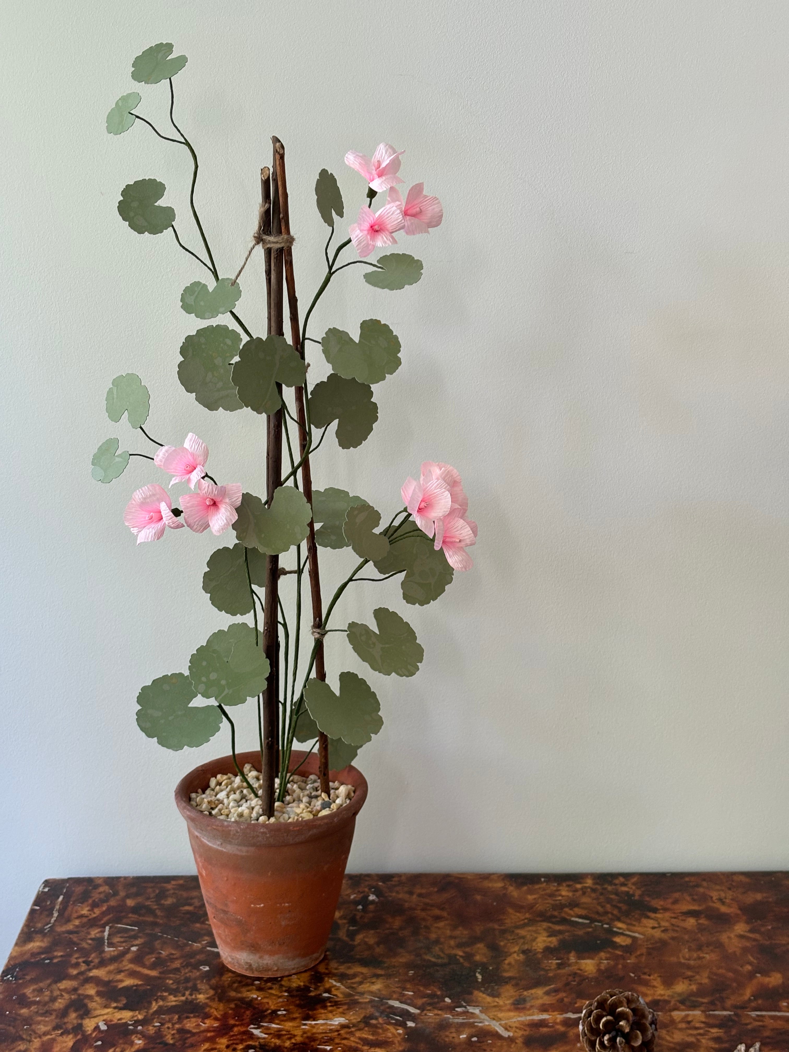 Geranium
